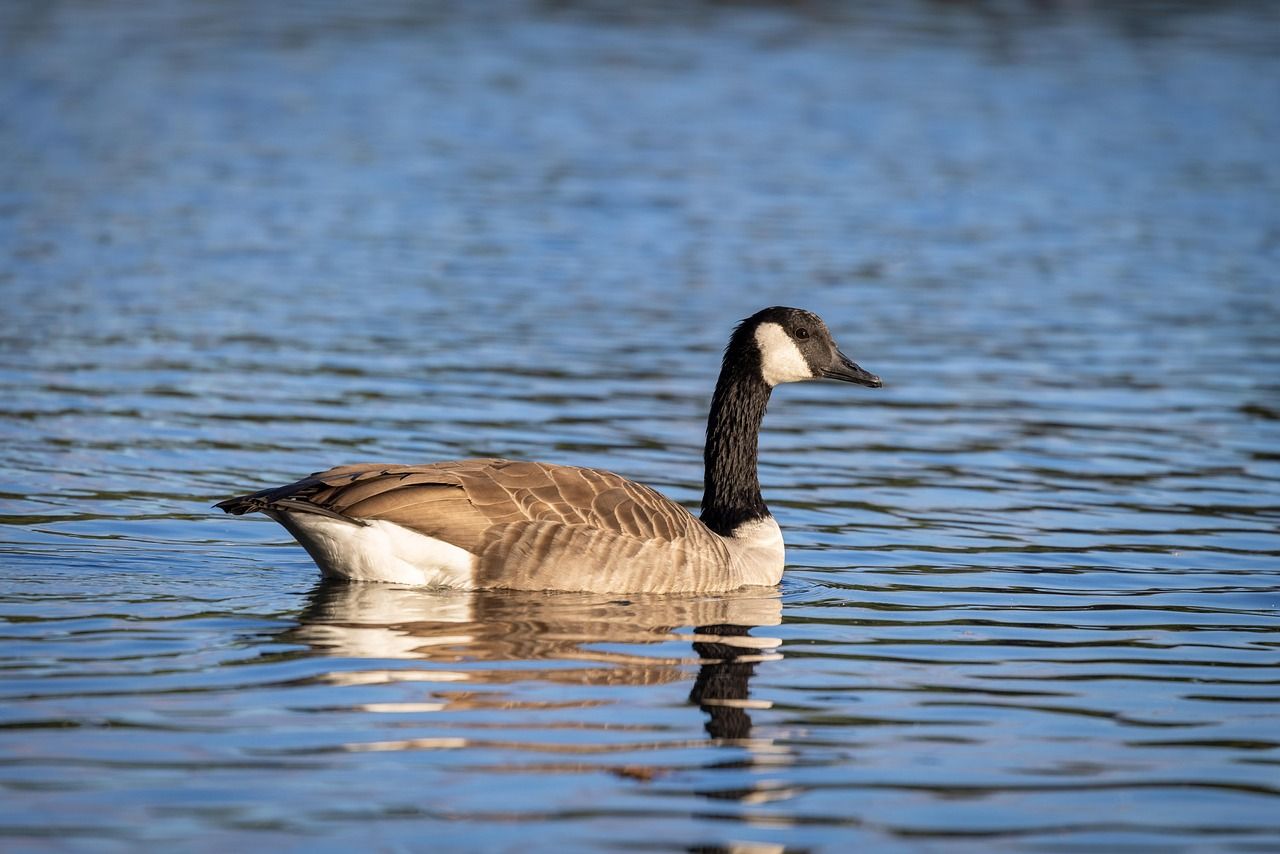 1280x854 Goose Birds Water