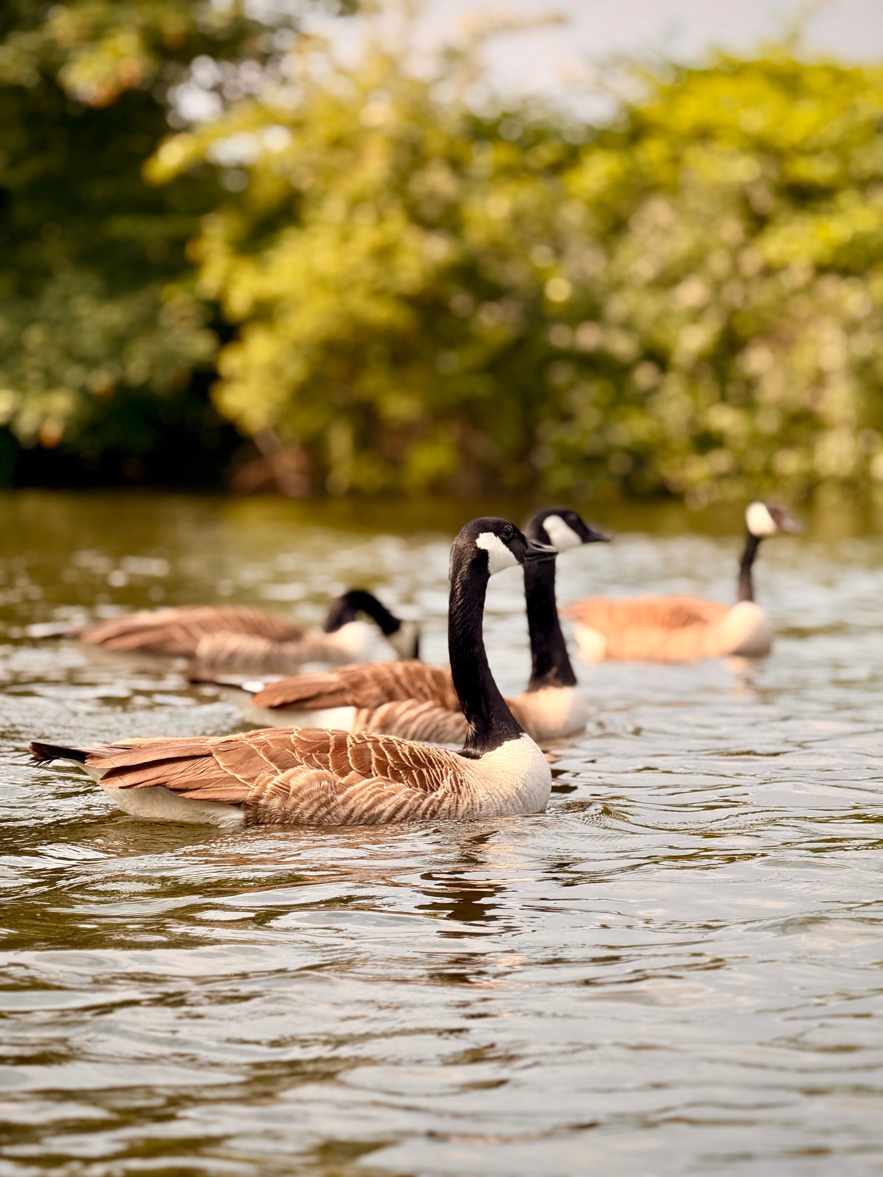 3024x4032 Canadian Geese Photo, Download The BEST Free Canadian Geese & HD Image