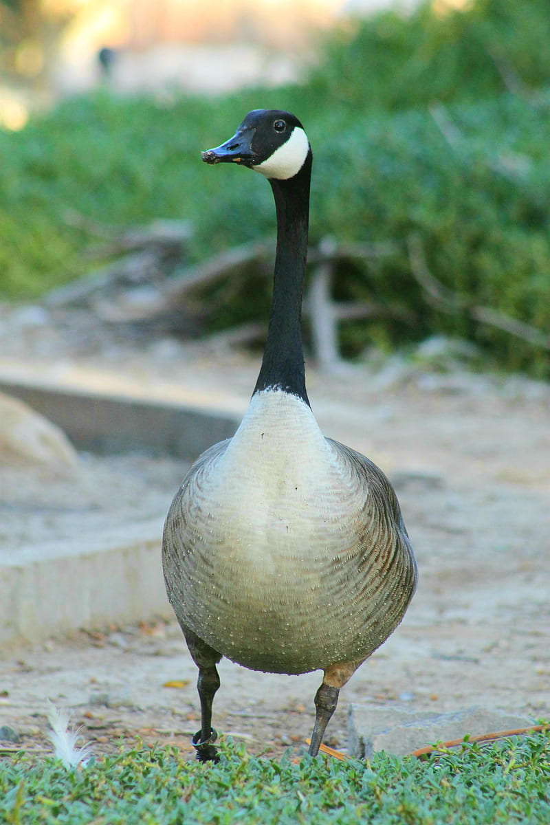 800x1200 HD goose goose duck wallpaper
