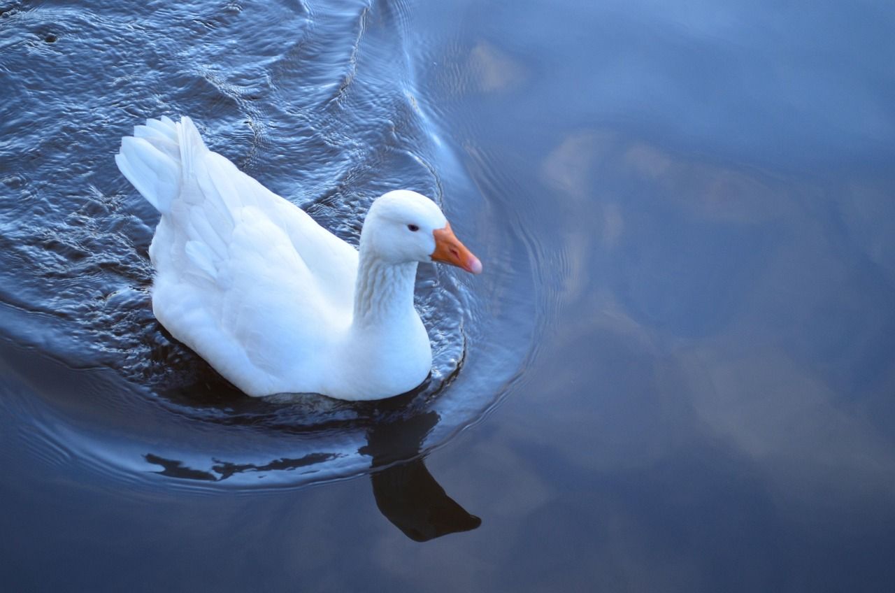 1280x848 Goose Water White