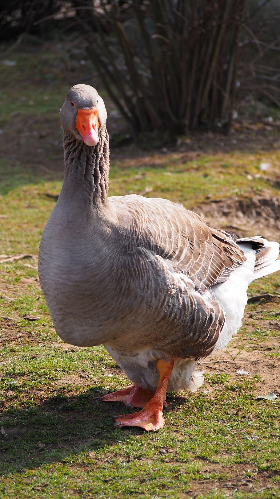 910x1618 HD wallpaper: goose, greylag goose, gander, silly goose, water bird, duck bird