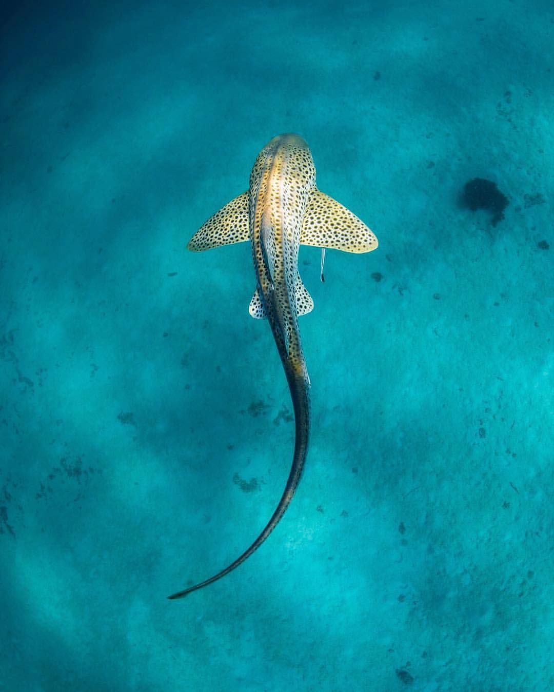 1080x1349 I can't even handle this zebra shark picture! My favorite shark, and new favorite picture of this shark