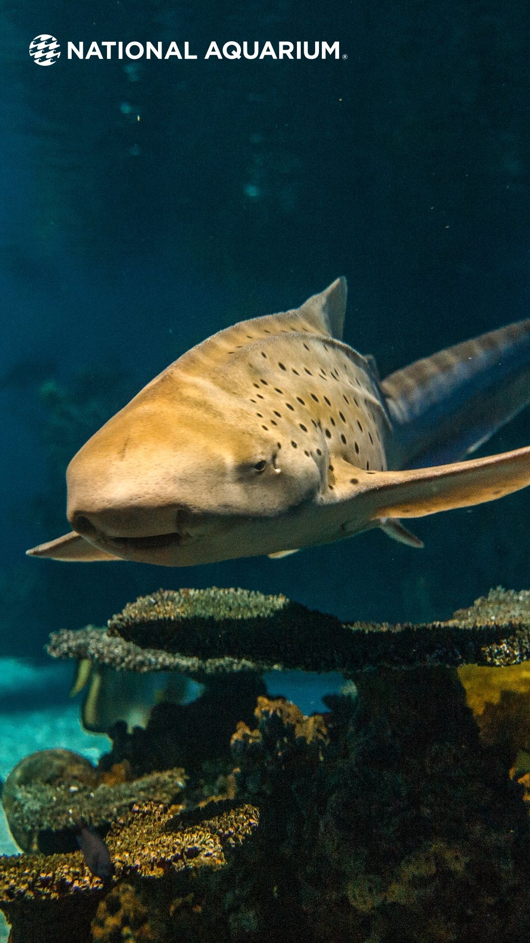 1080x1920 National Aquarium Wednesdays: Sharks!