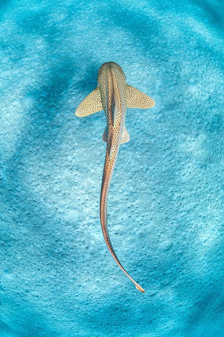 733x1100 Photo Print. Leopard Shark / Zebra Shark Ningaloo Reef