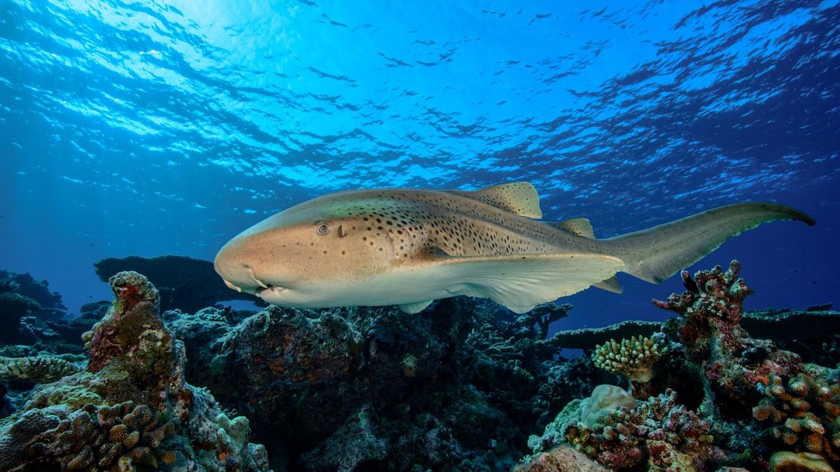 1200x675 Zebra shark