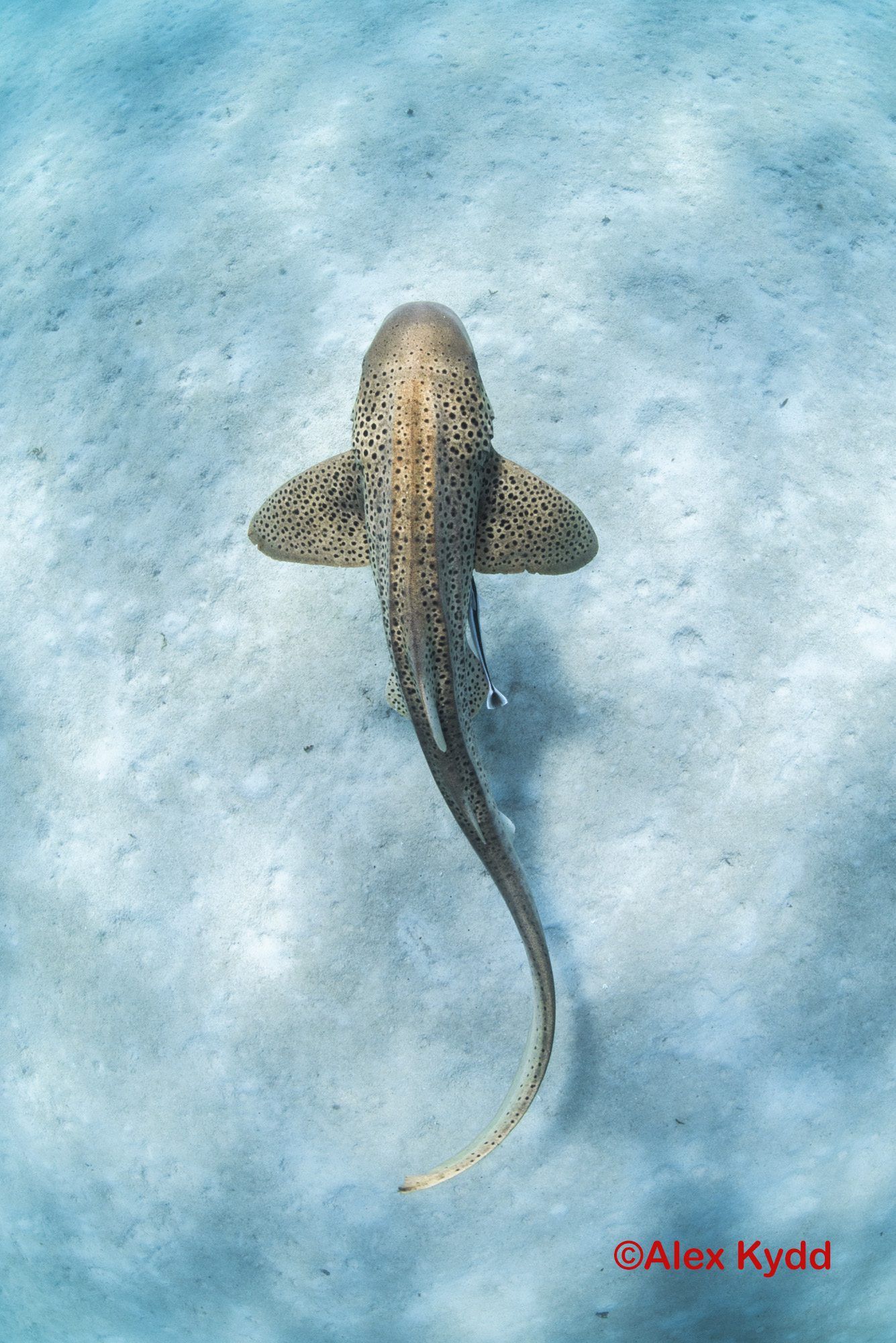 1335x2000 Bird's Head Seascape StAR Project: Reintroducing Zebra Sharks to the BHS by Maurine Shimlock with project updates by Dr. Mark Erdmann's Head Seascape