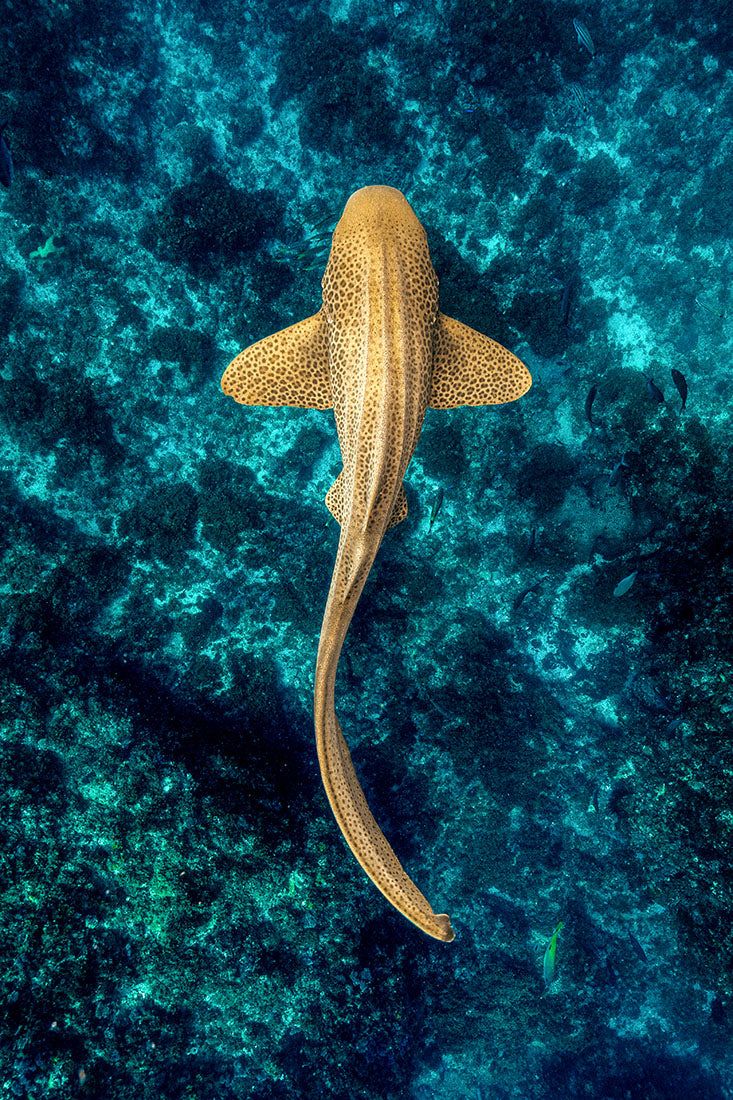 733x1100 Leopard Shark / Zebra Shark Vertical Print. Julian Rocks Byron Bay