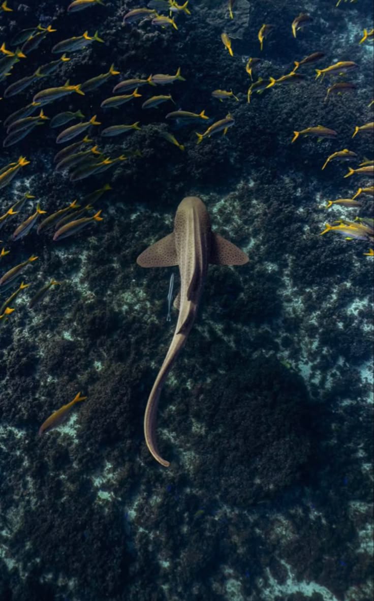 736x1182 Underwater World: A Fascinating View of Marine Life. Thresher shark wallpaper, Hammerhead shark wallpaper aesthetic
