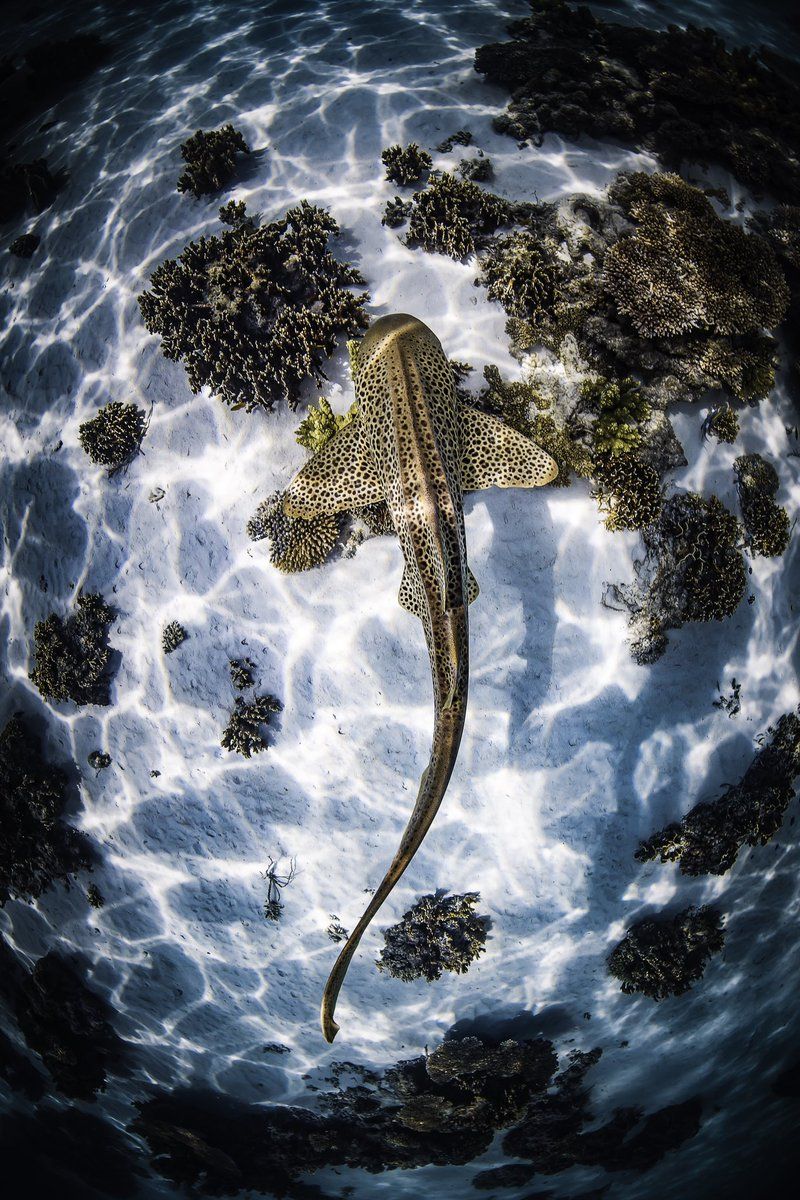 800x1200 The most beautiful shark with the most beautiful print. My other favourite spotty boy, the Leopard Shark. (Also called a zebra shark depending on where you are). #sharklover #shark #leopardshark