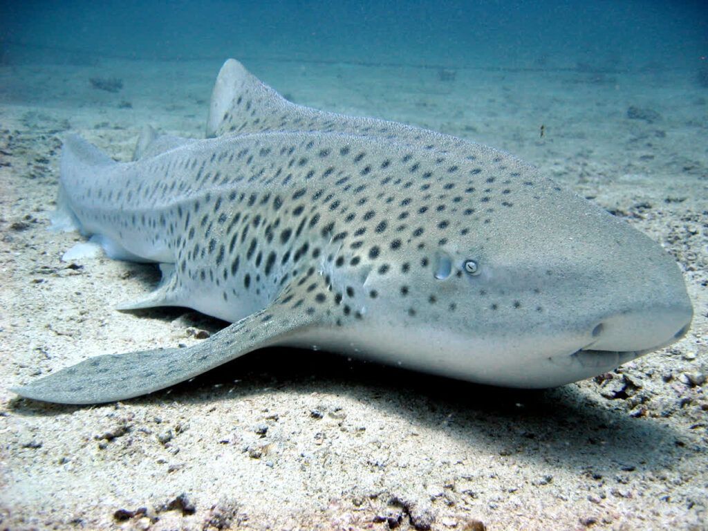 1024x768 Zebra shark. Mote Marine Laboratory & Aquarium