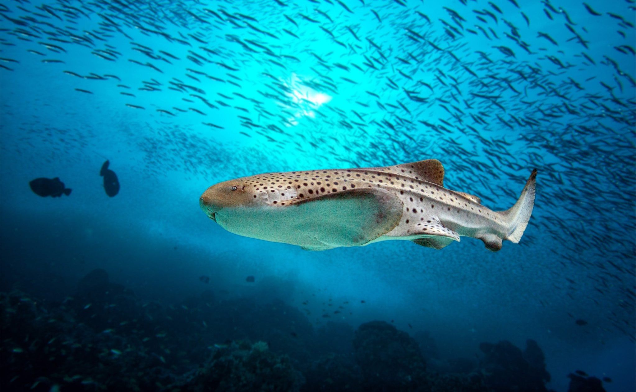 2046x1263 Zebra Shark