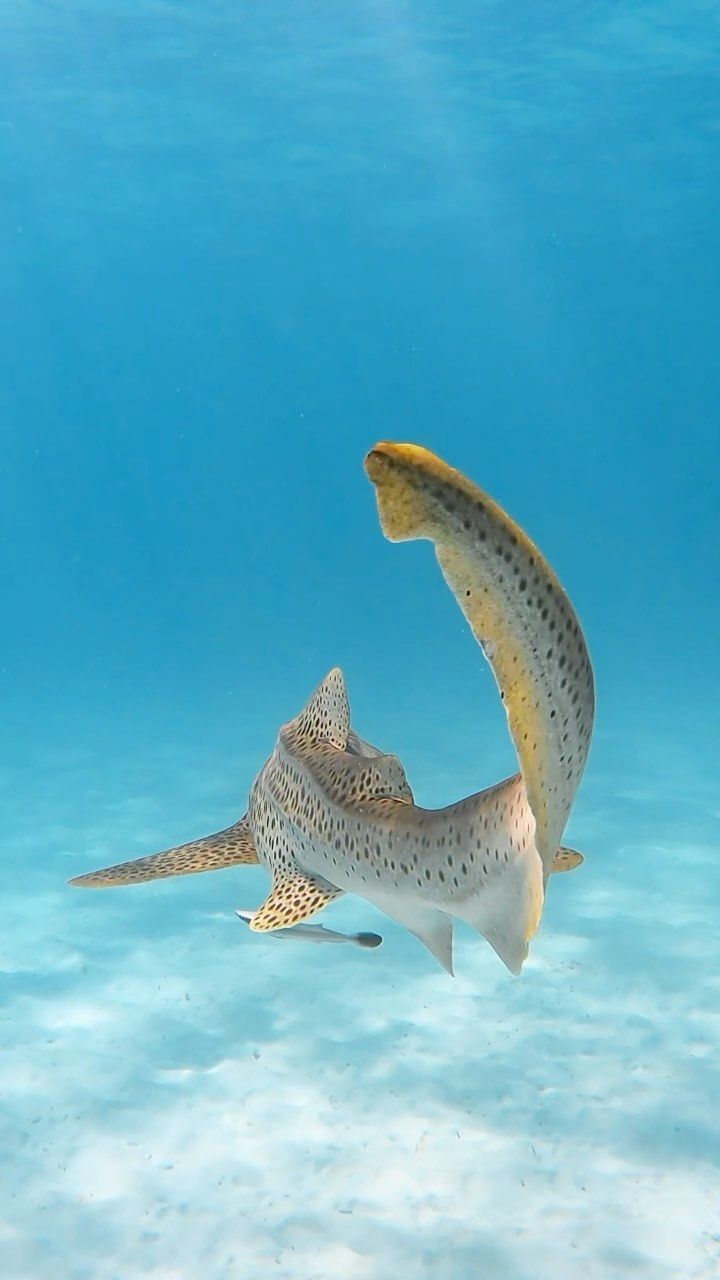 720x1280 Emhanney On Instagram: Mesmerising ✨ Has Anyone Else Ever Seen A Zebra Leopard Shark Before? • • • • • • • #leopardshark #shark #wa #westernaustralia