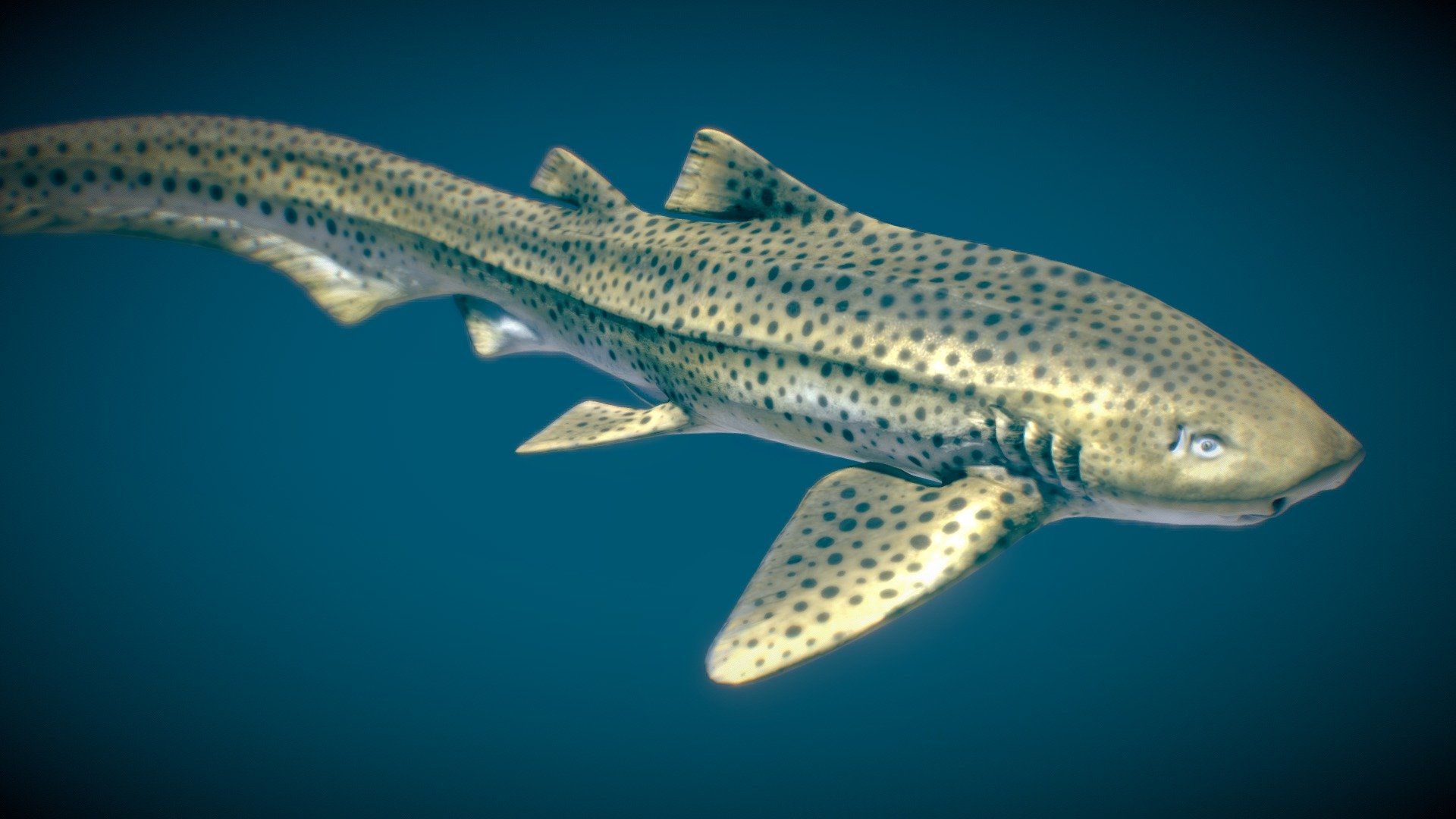 1920x1080 Zebra Shark ♂ model by Nestaeric [2191b1e]