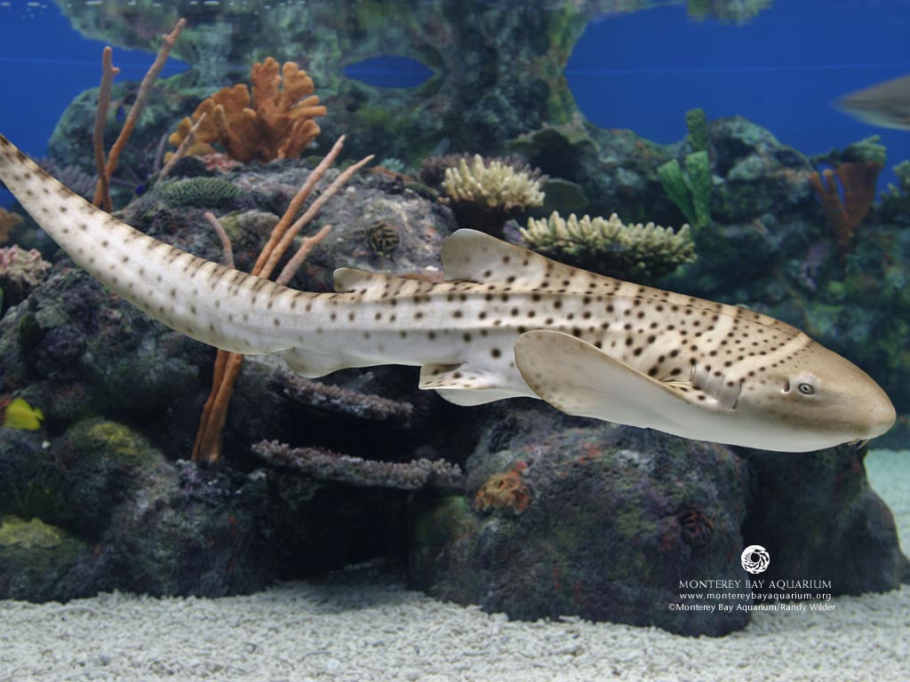 1024x768 Finformation: Zebra Shark