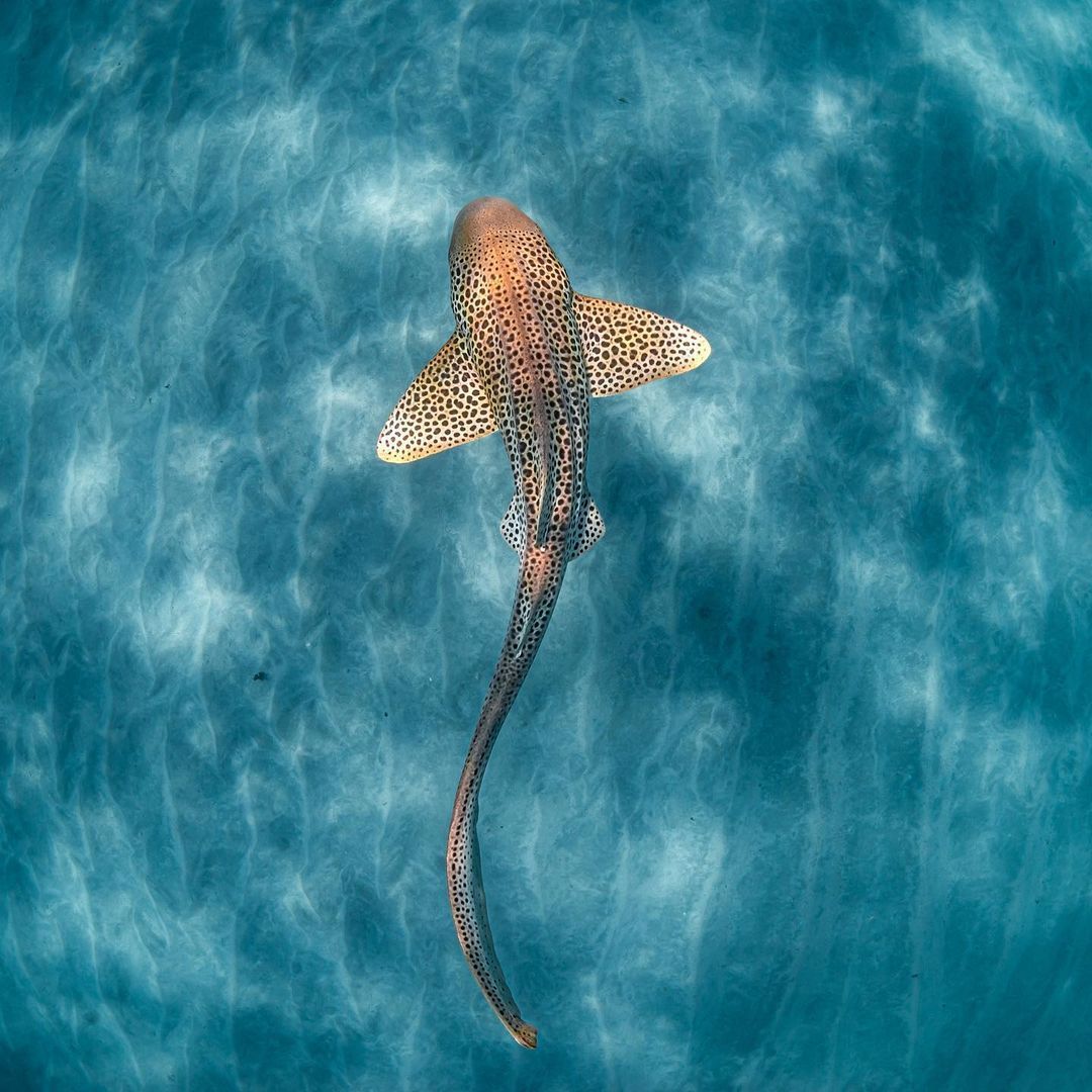 1080x1080 Smithsonian Photo Contest