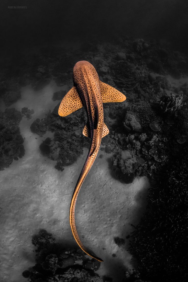 735x1103 ITAP Of A Leopard Shark By Hunting For Paradise. .. . #photos #amazingworld #world #amazingphotogr