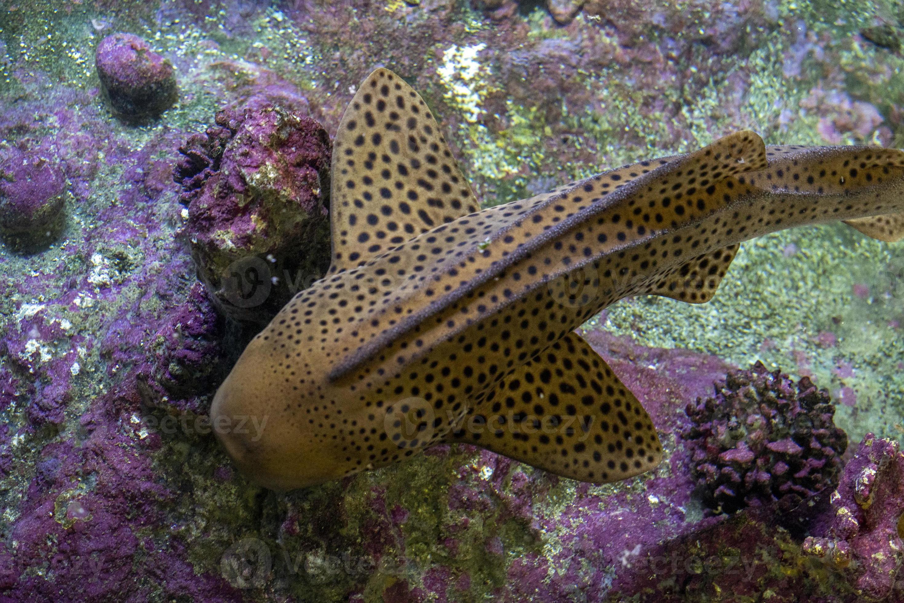2940x1960 Zebra shark portrait on the reef