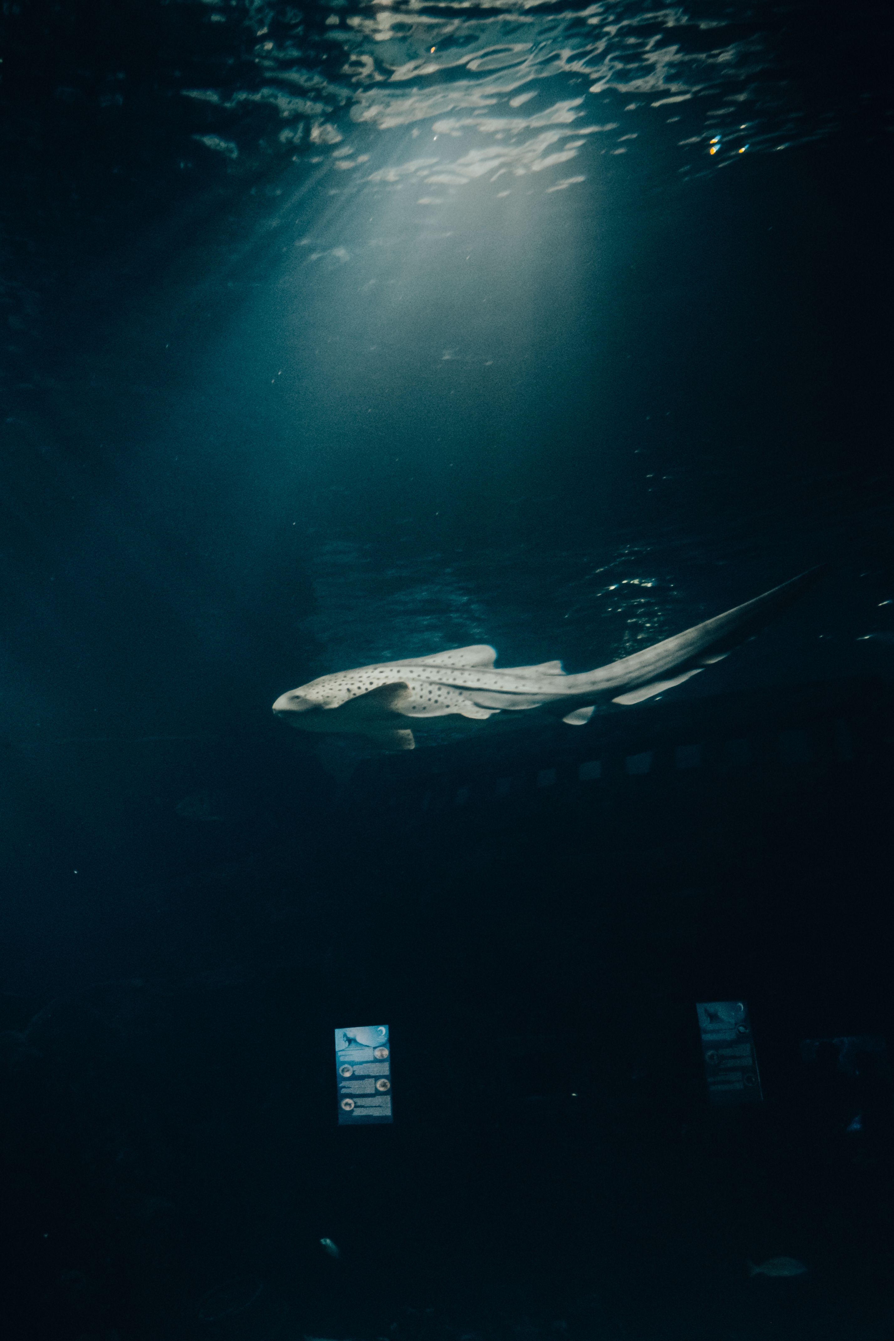 2853x4279 A Zebra Shark Underwater · Free