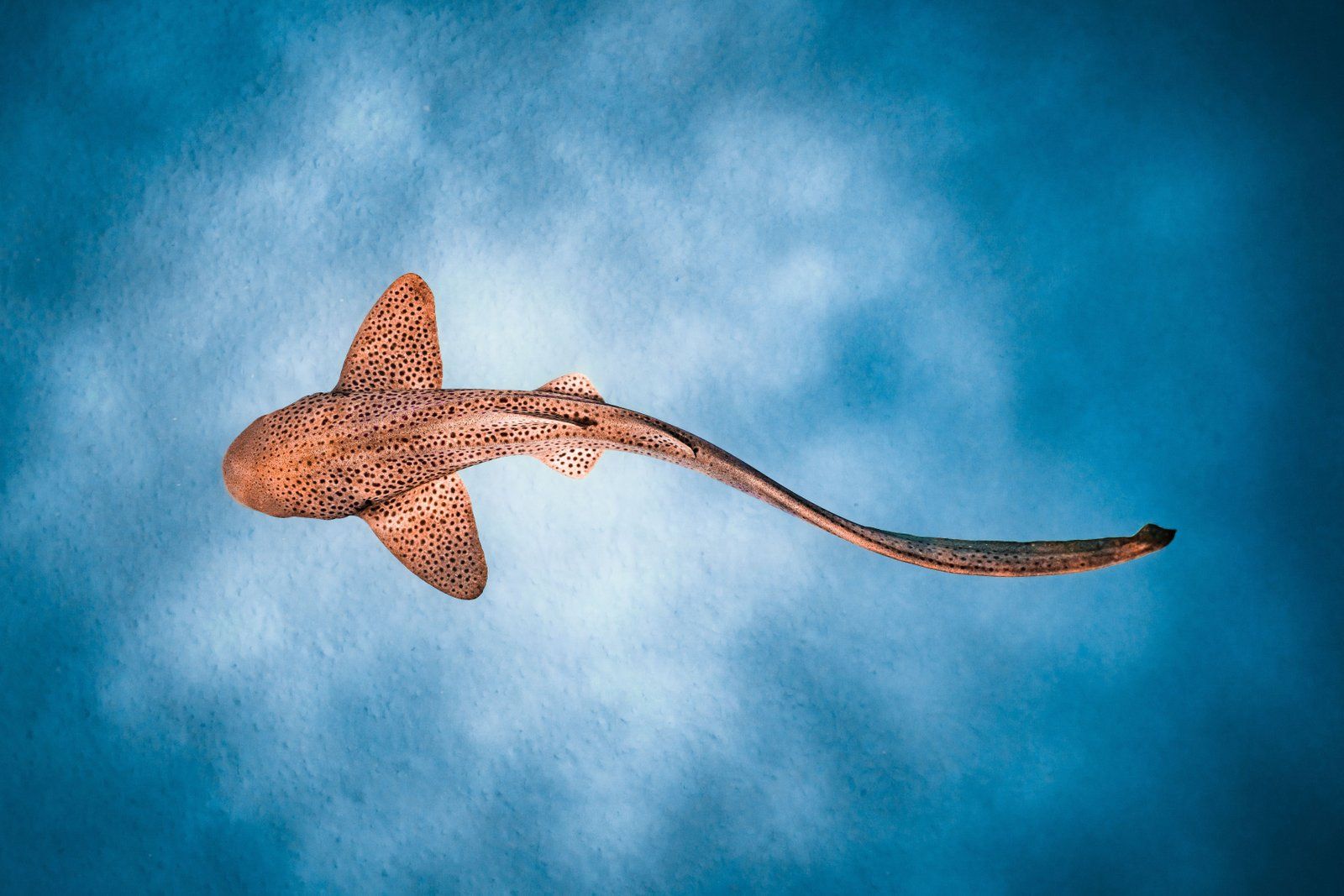 1600x1067 Leopard Shark