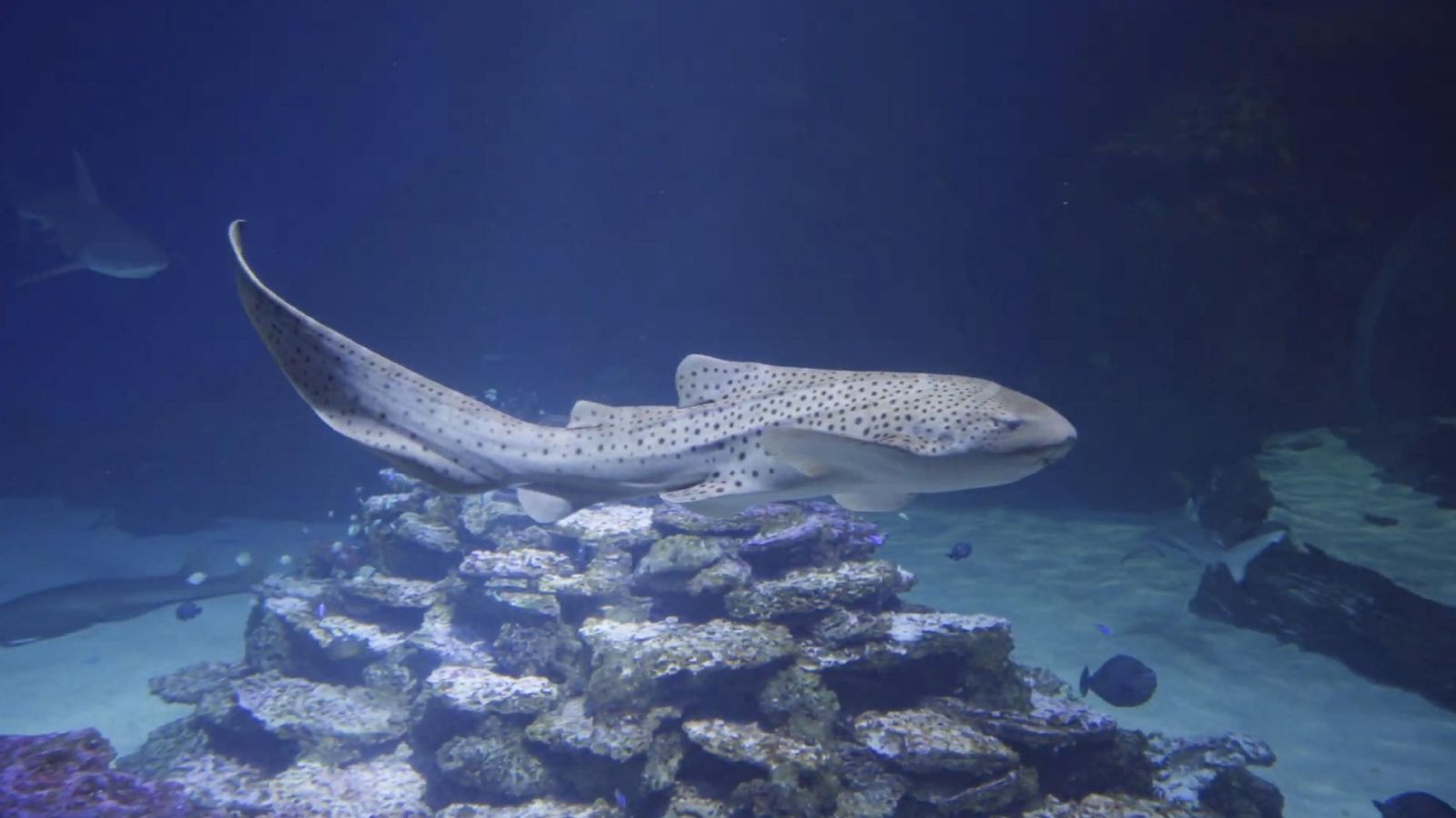 1600x900 Draper aquarium inviting public to meet, name new zebra shark