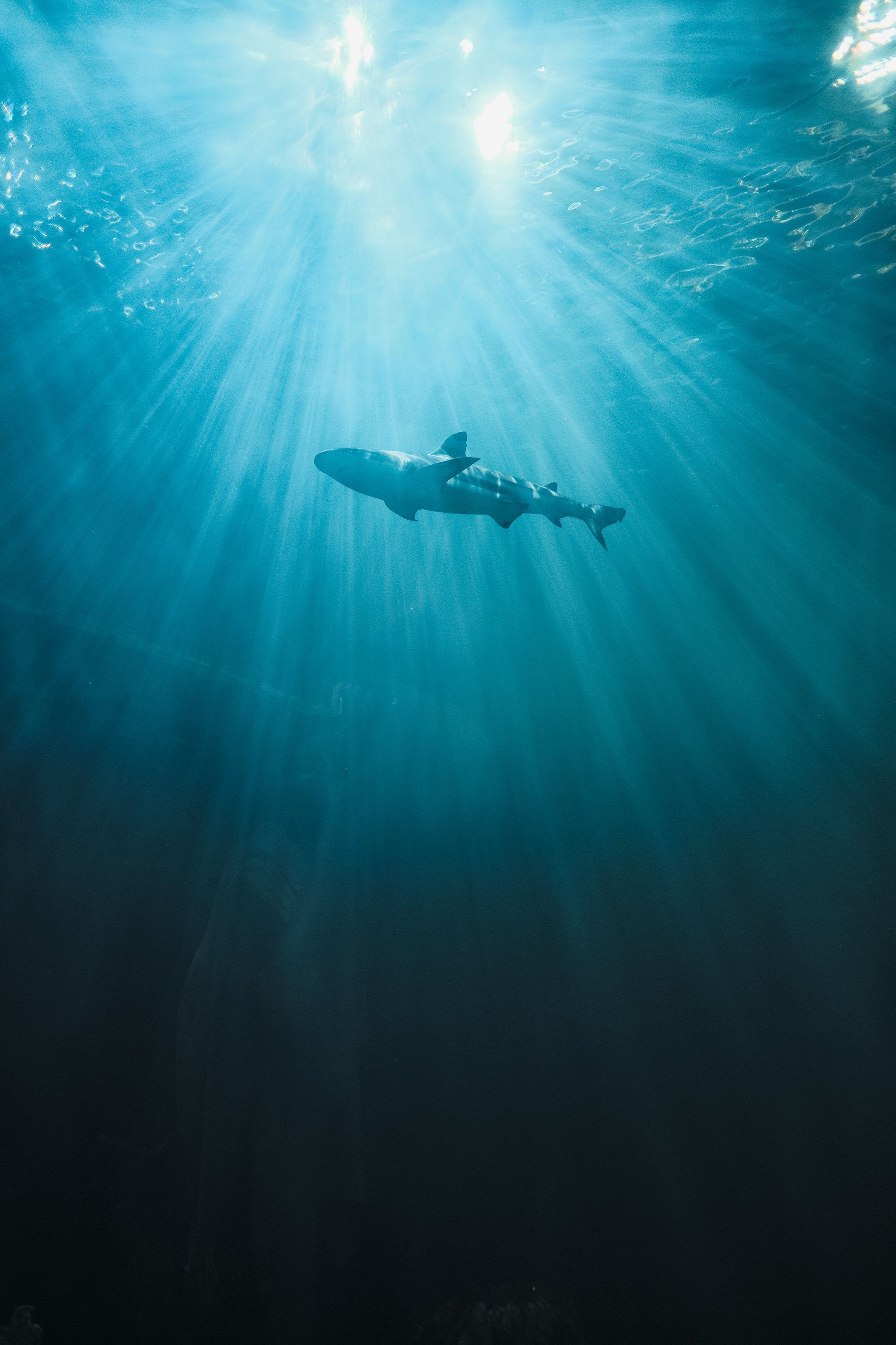 2048x3072 A Zebra Shark Underwater · Free