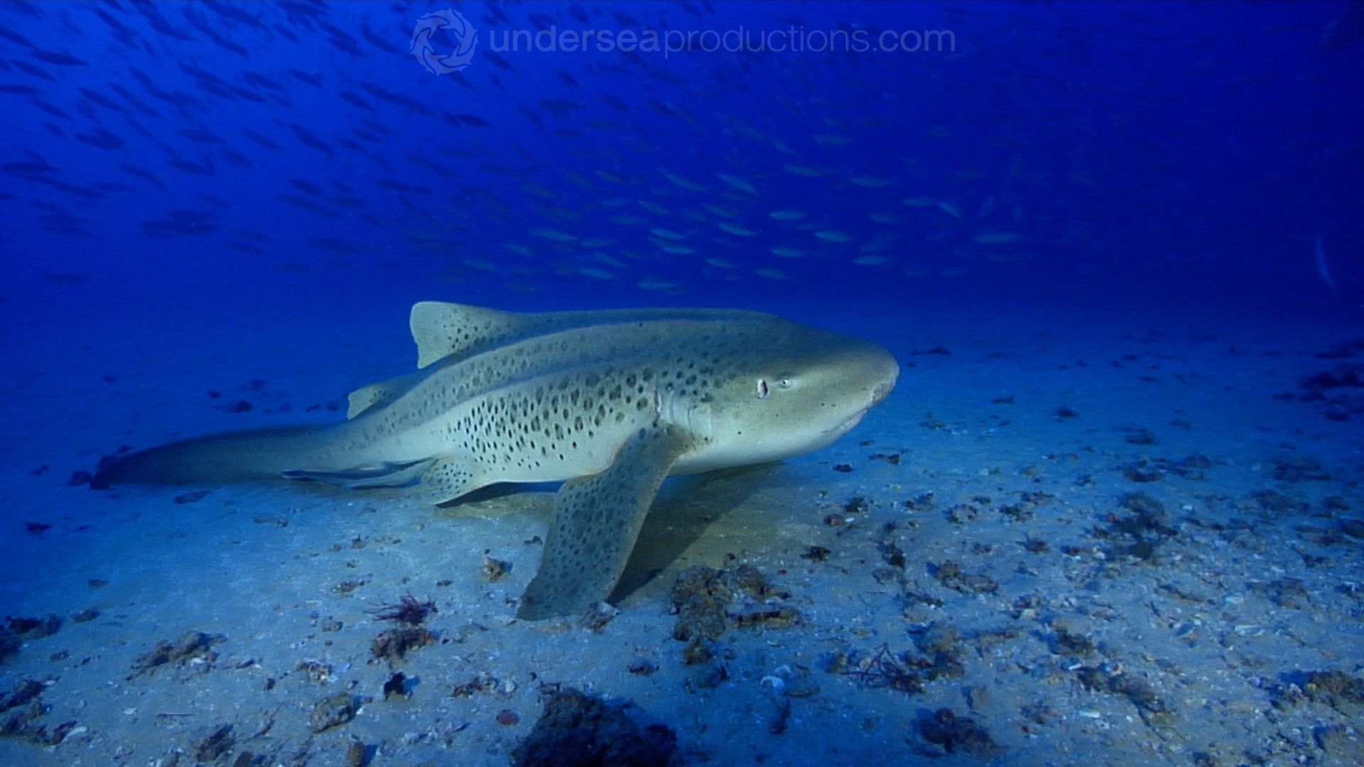 1920x1080 Stock footage of Zebra shark on deep sand, Stegostoma fasciatum HD video 24907