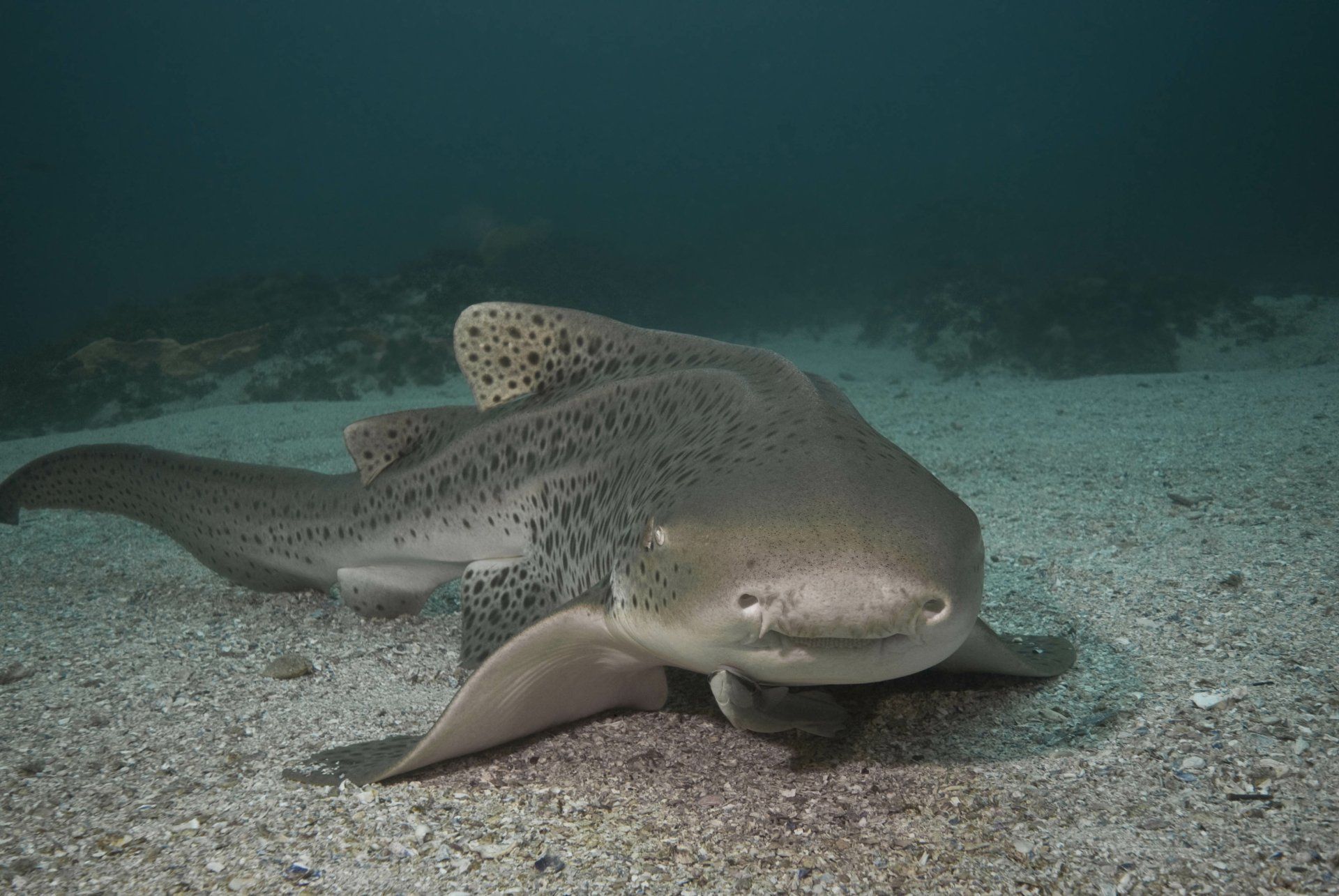 1920x1285 Download Animal Leopard Shark 4k Ultra HD Wallpaperx2592