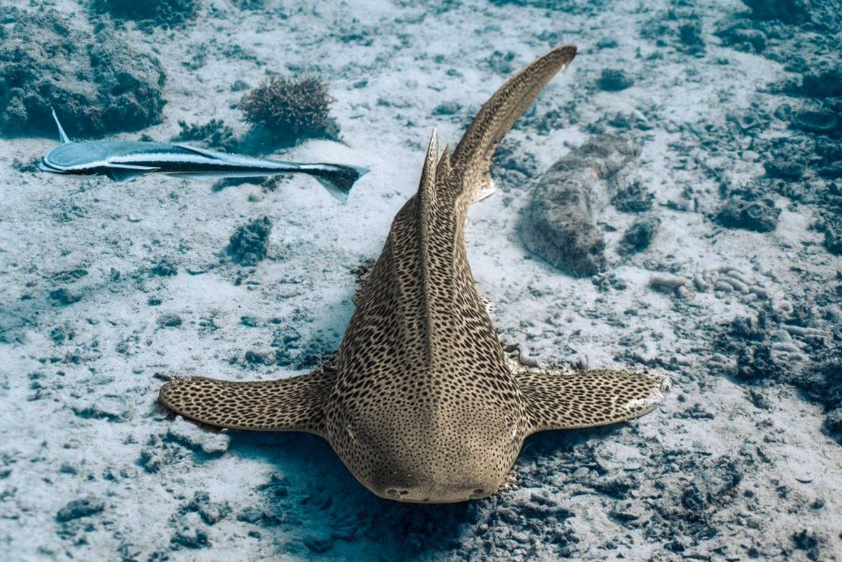 1200x801 Have you ever met a zebra shark?