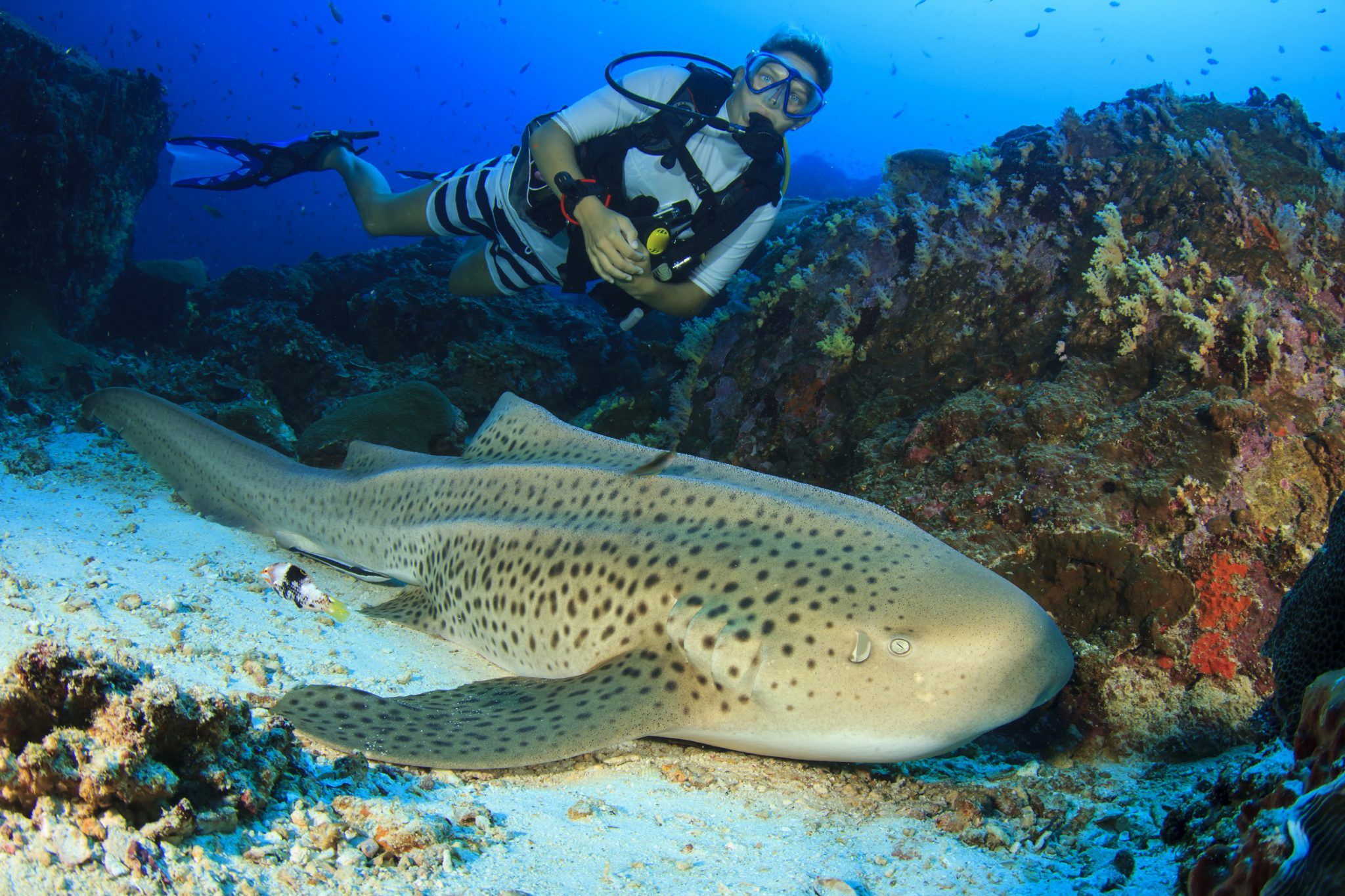 2048x1365 Leopard Shark, Zebra Shark, or Both?