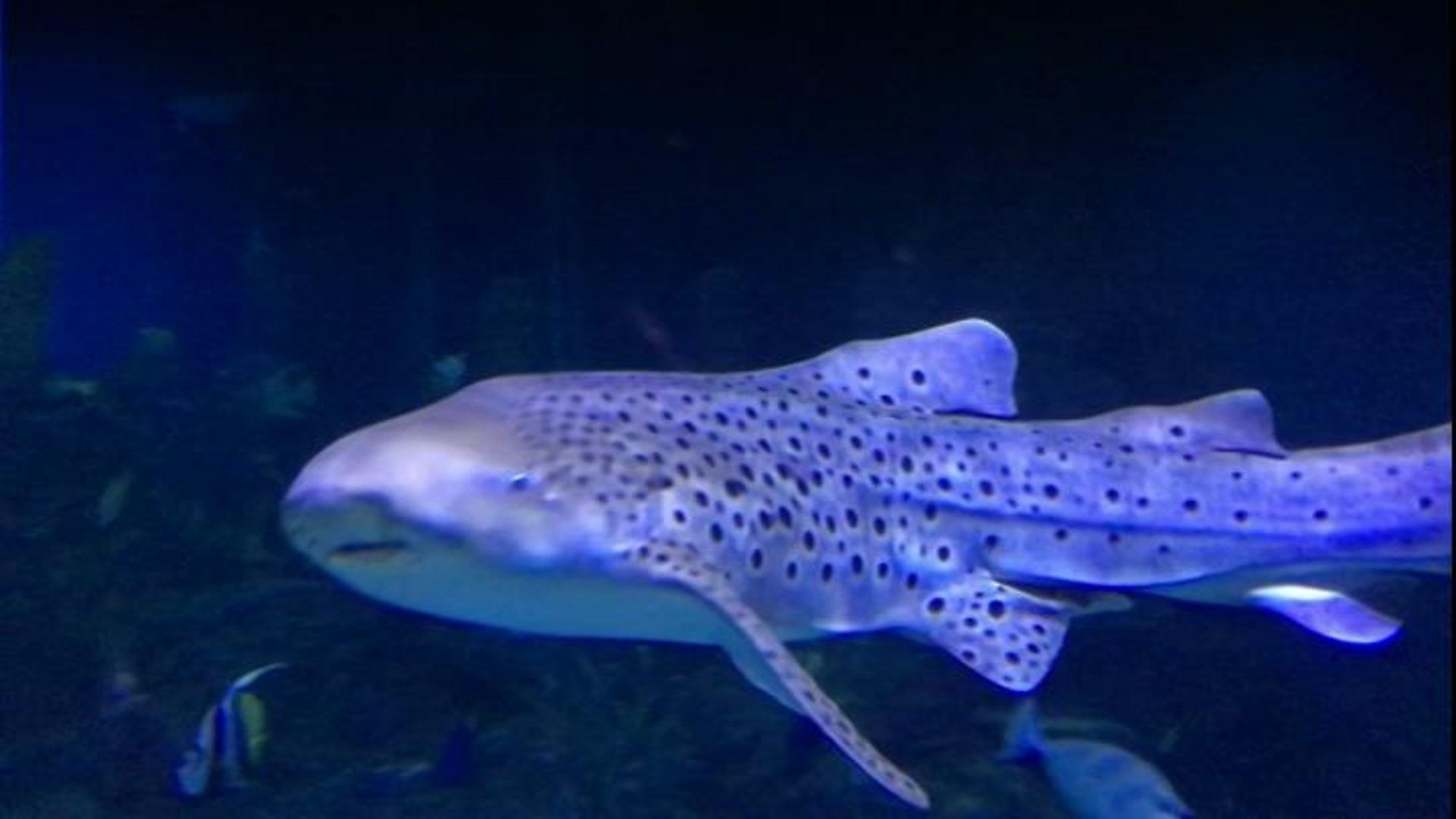 1920x1080 Skegness Zebra Shark Looks For Love On 'Fin Der'