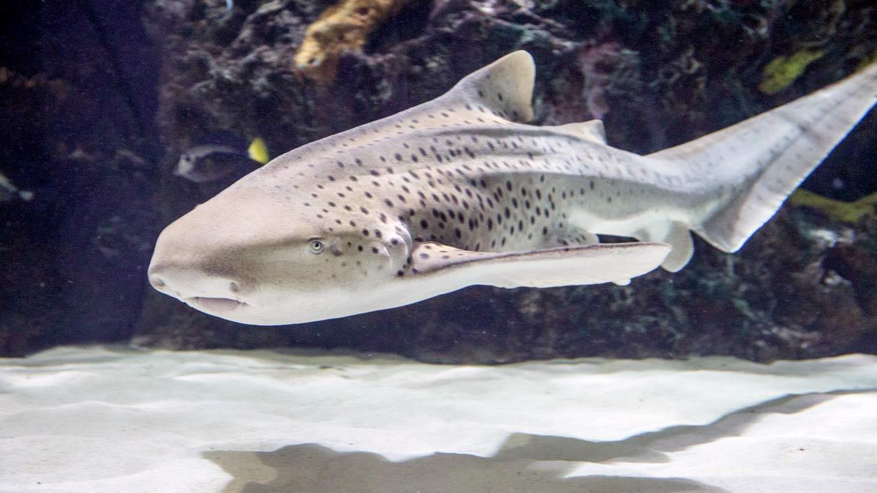 1258x708 Our Animals. Virginia Aquarium & Marine Science Center