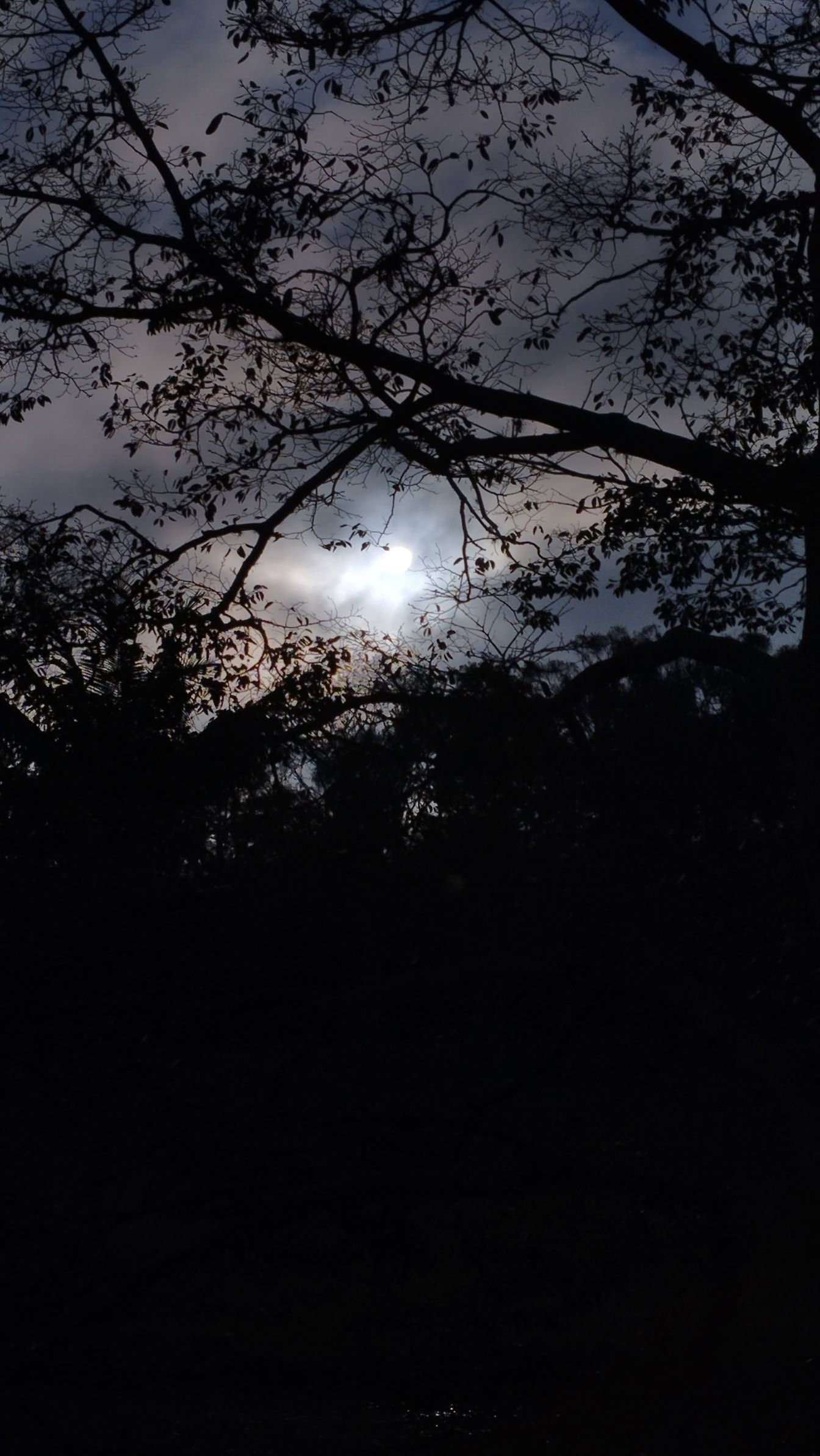 1344x2388 Free picture: Moonlight with a cloudy sky with a Moon shiningnches of trees