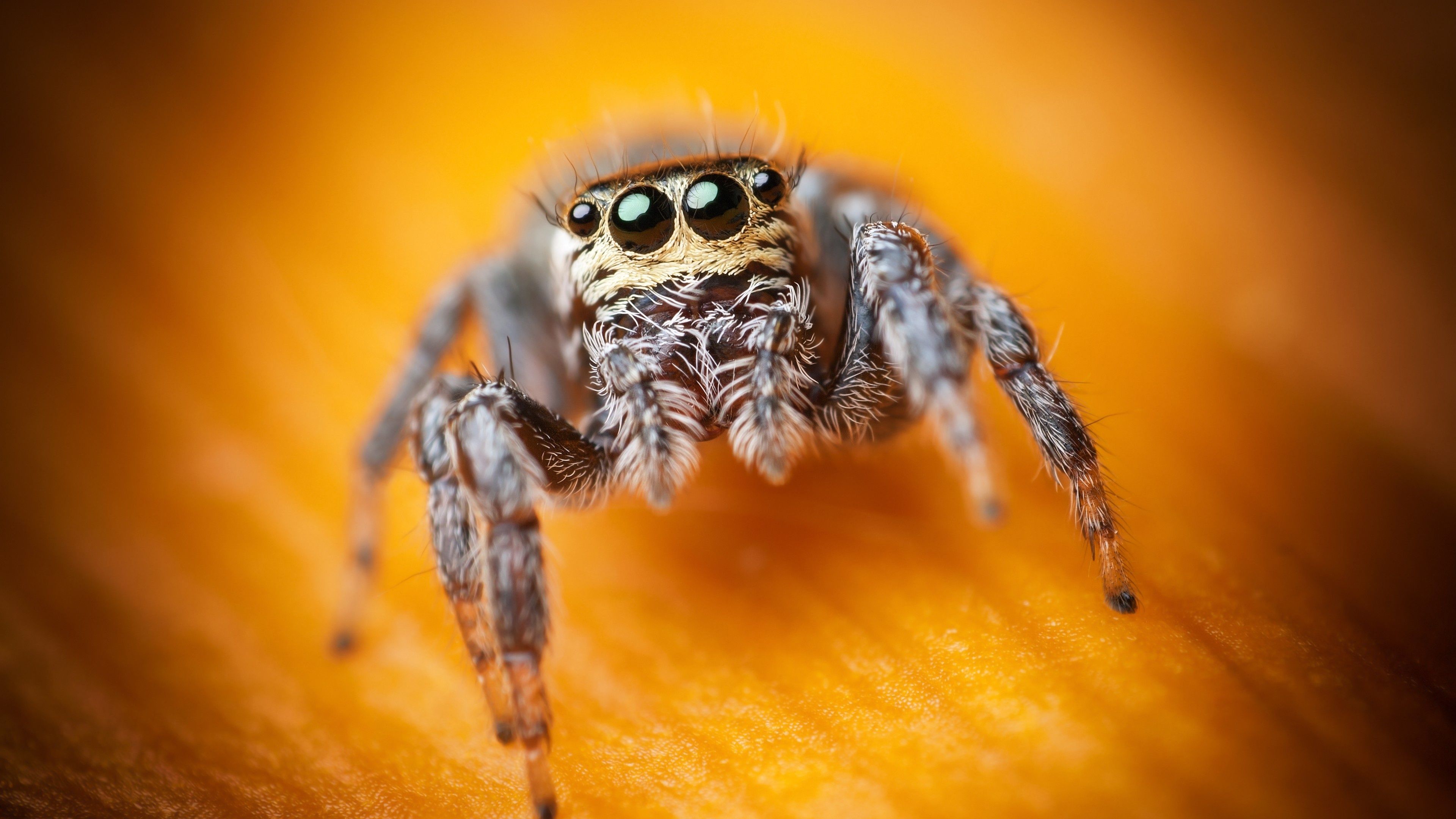 3840x2160 Spider (Animal) Wallpaper