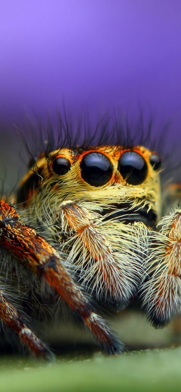 736x1592 Jumping Spider Close Up. Jumping spider wallpaper, Insects 4k, Insect wallpaper hd