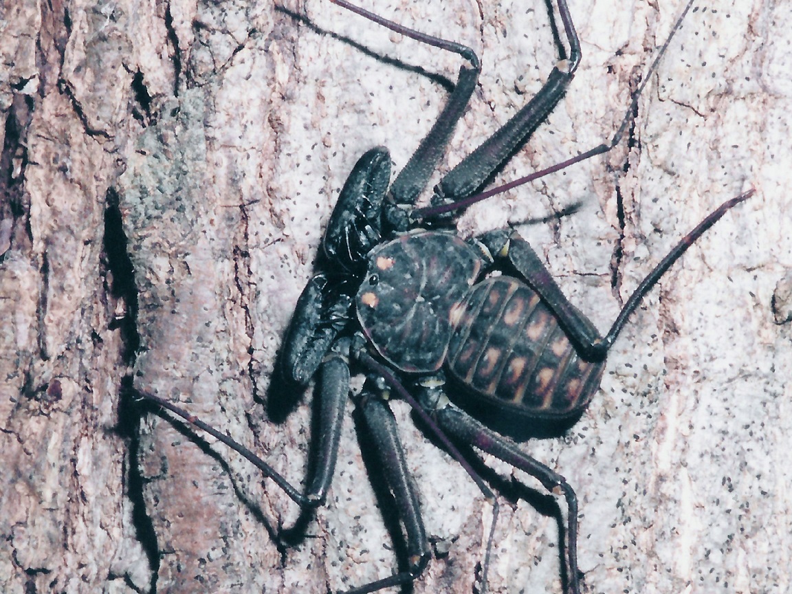 1152x864 misc arachnid wallpaper