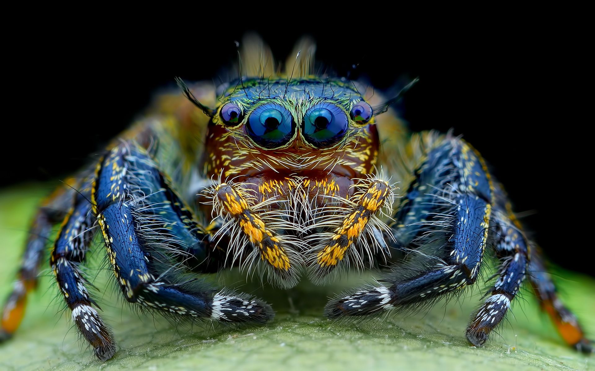 1920x1200 Vibrant Jumping Spider HD Wallpaperx1200
