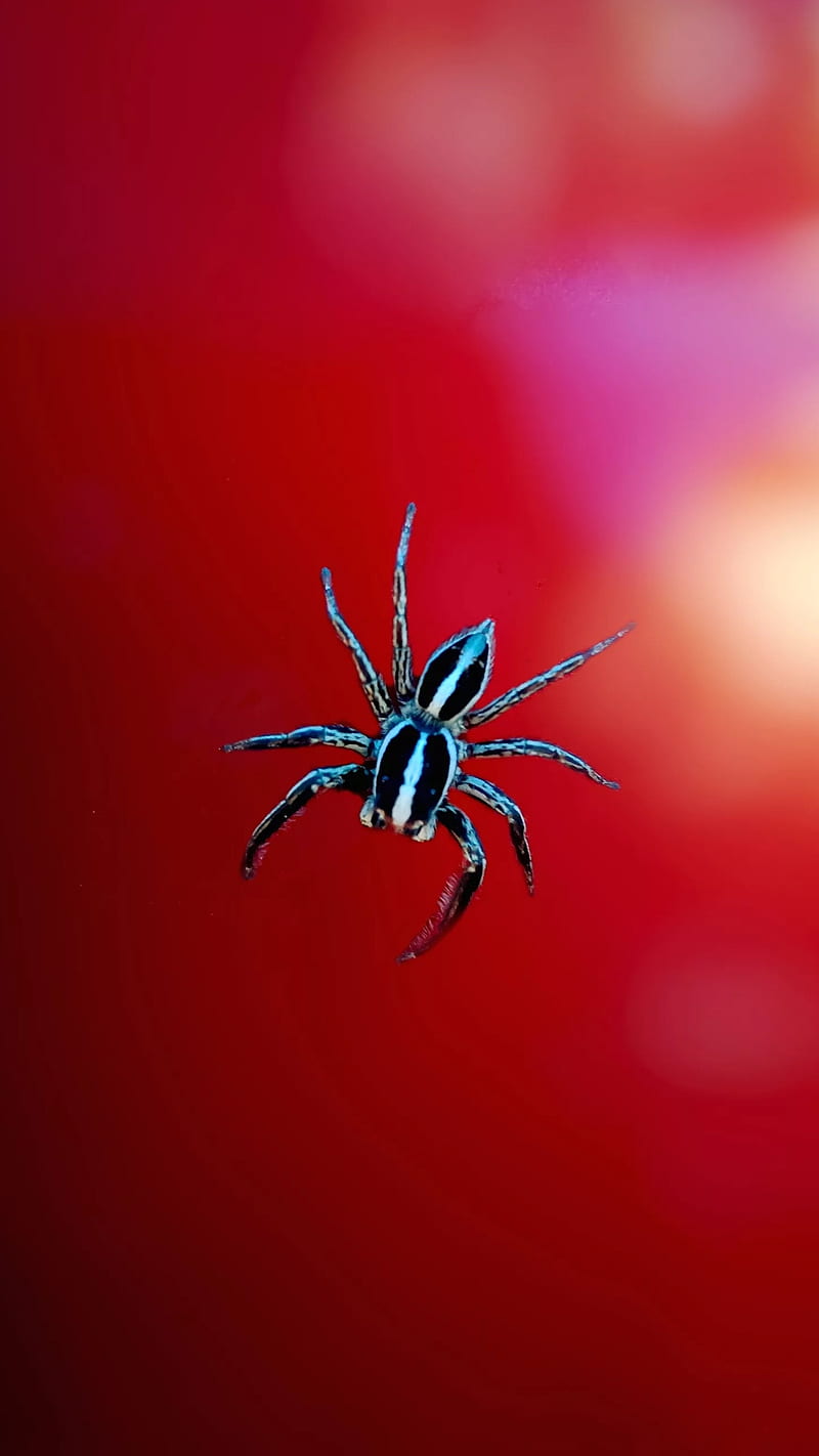 800x1422 Spider, insects, red, spiders, HD phone wallpaper