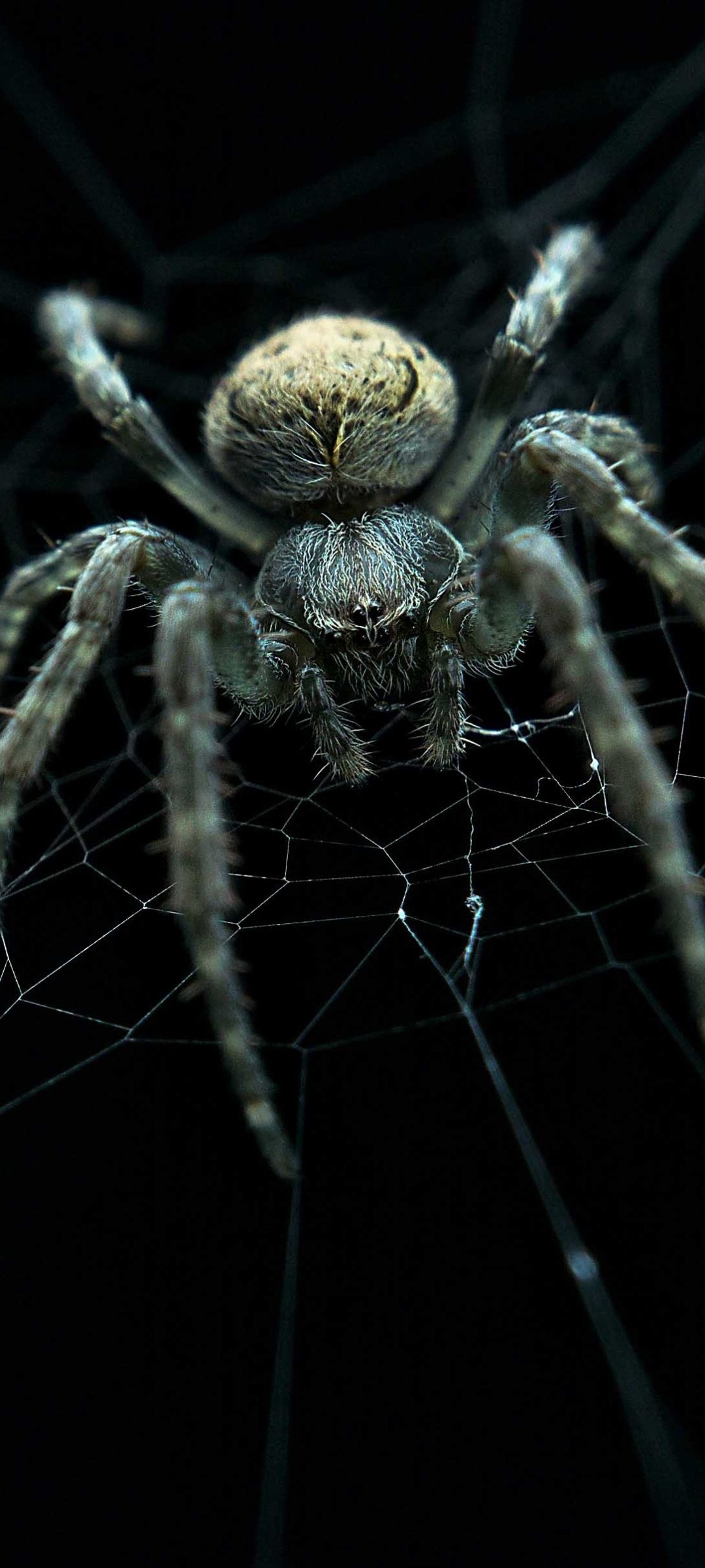 1080x2400 Phone wallpaper: Animal, Spider, Arachnid, Spider Web, Spiders 1174688