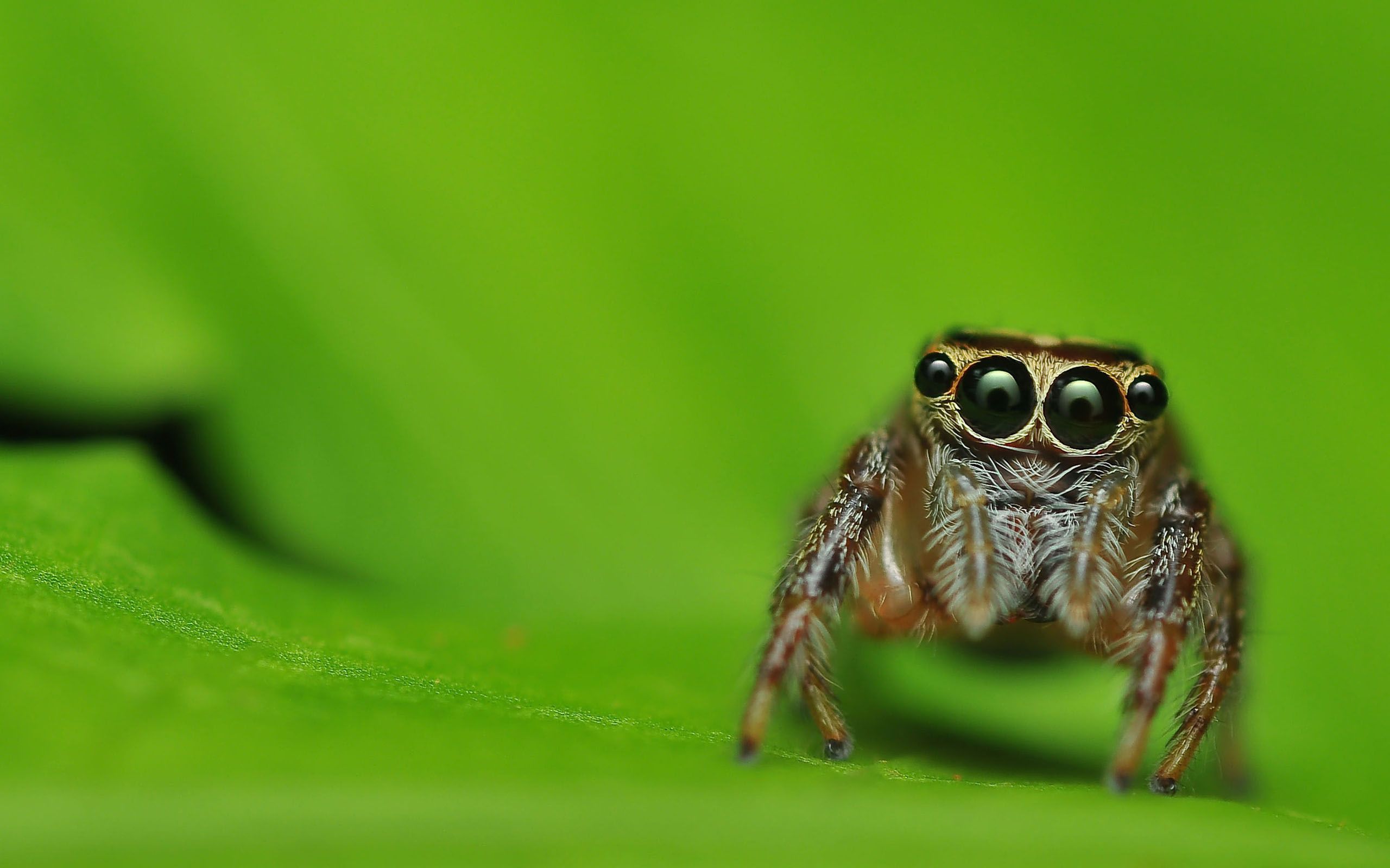 2560x1600 Spider (Animal) Wallpaper