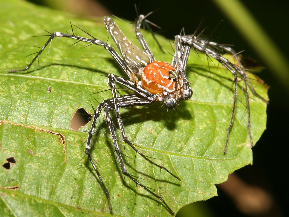 1152x864 Lynx Spider Wallpaper