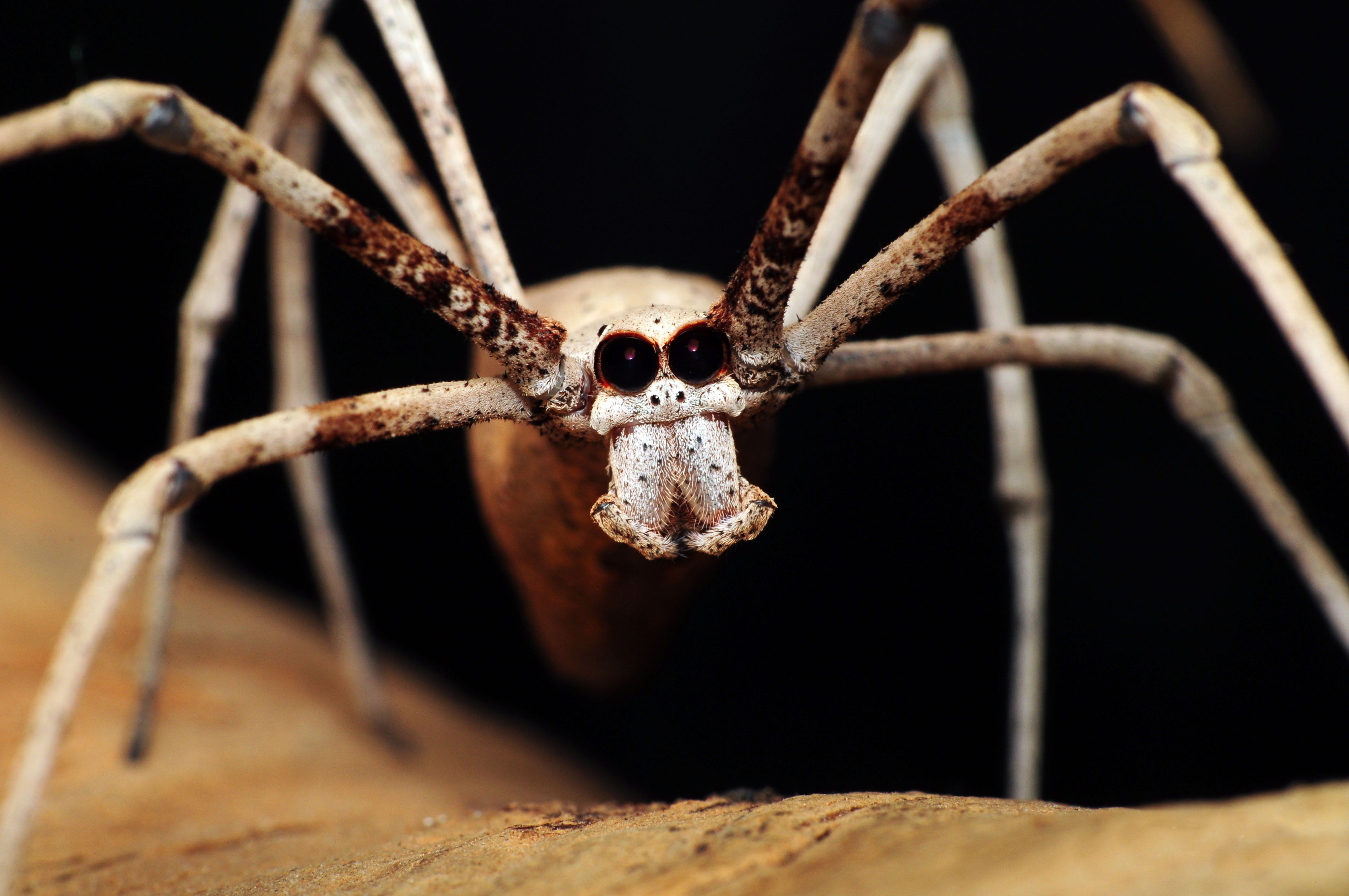4288x2848 Free Ogre Faced Spider 4K Wallpaper & Desktop HD Background for PC