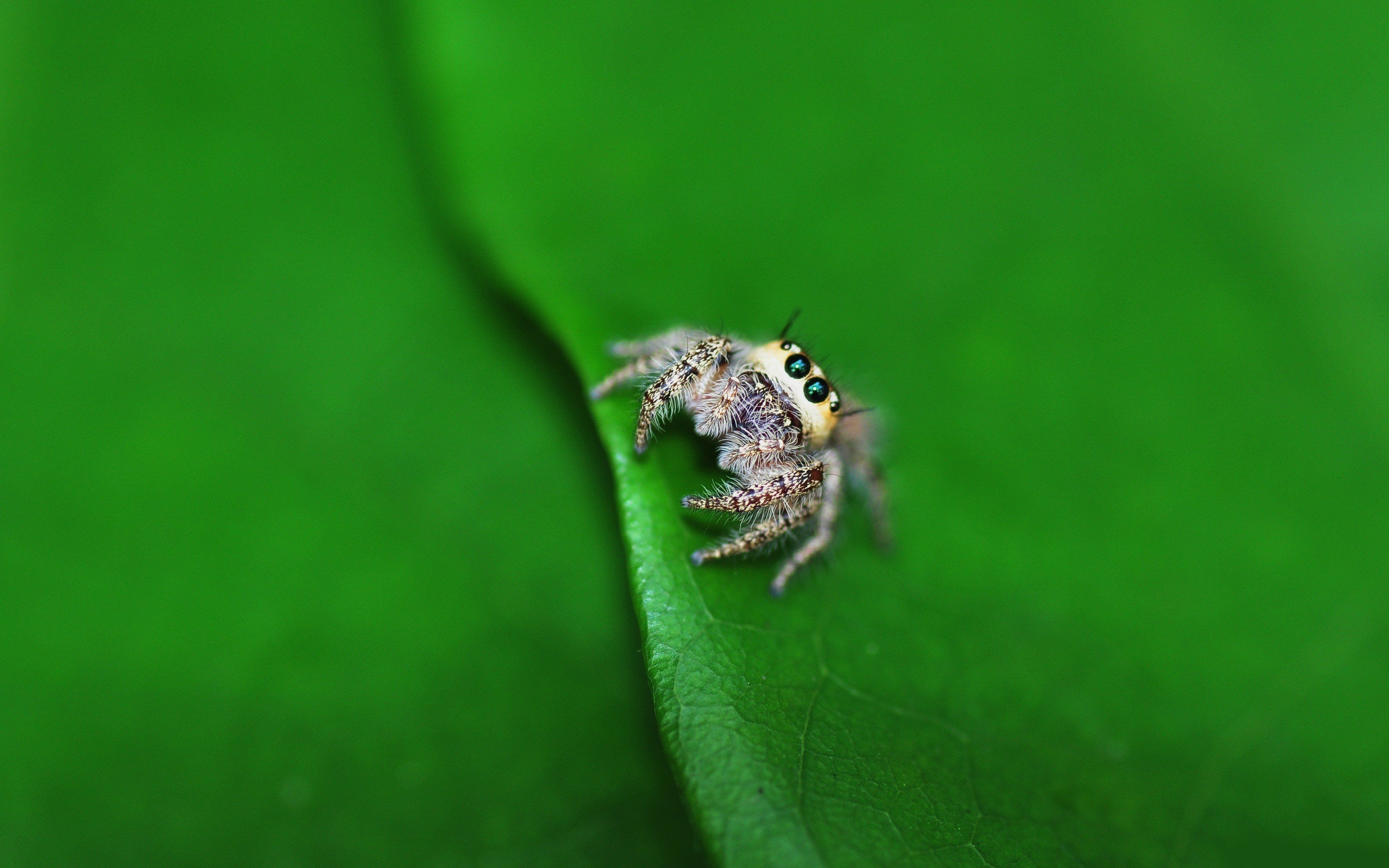3840x2400 Jumping Spider HD Wallpaper Desktop Image and Photo