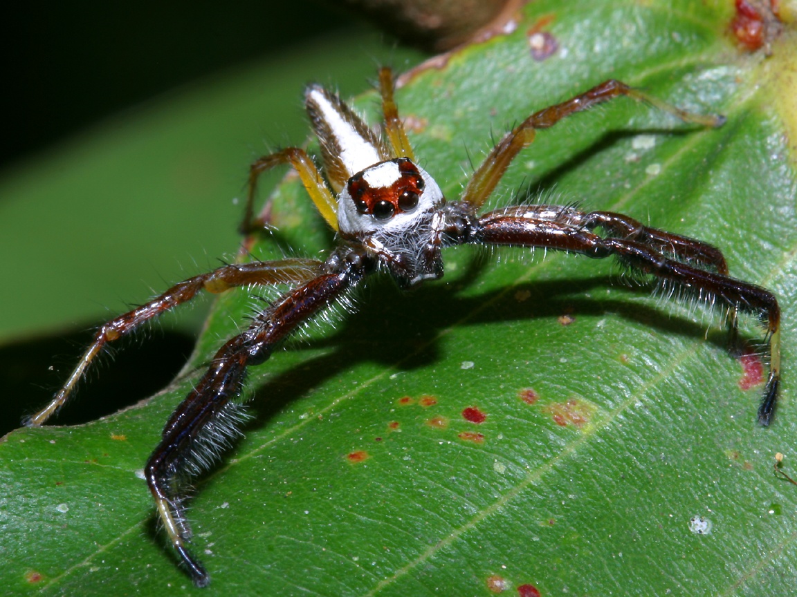 1152x864 Jumping Spider Wallpaper