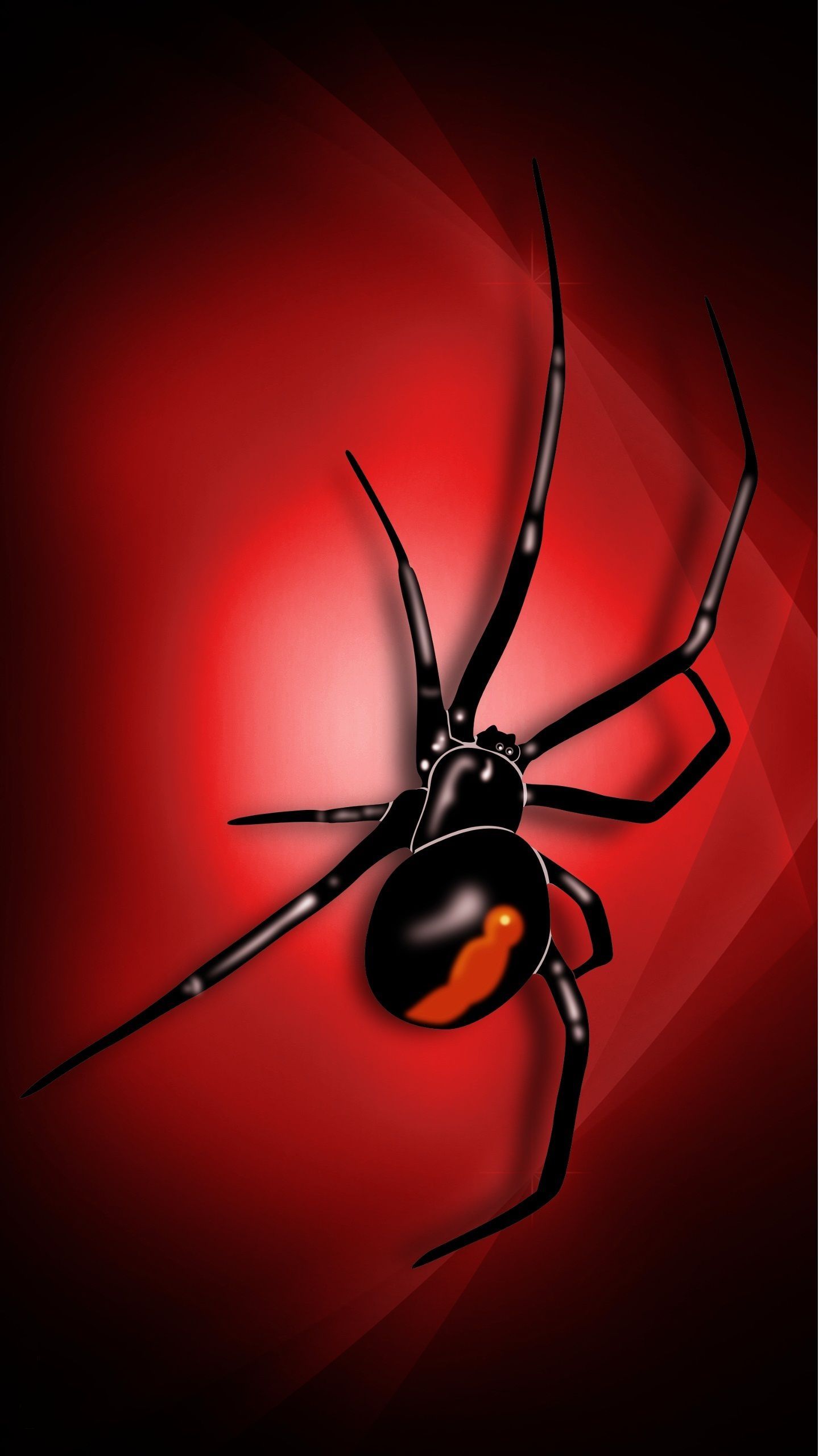 1440x2560 Spider (Animal) Wallpaper