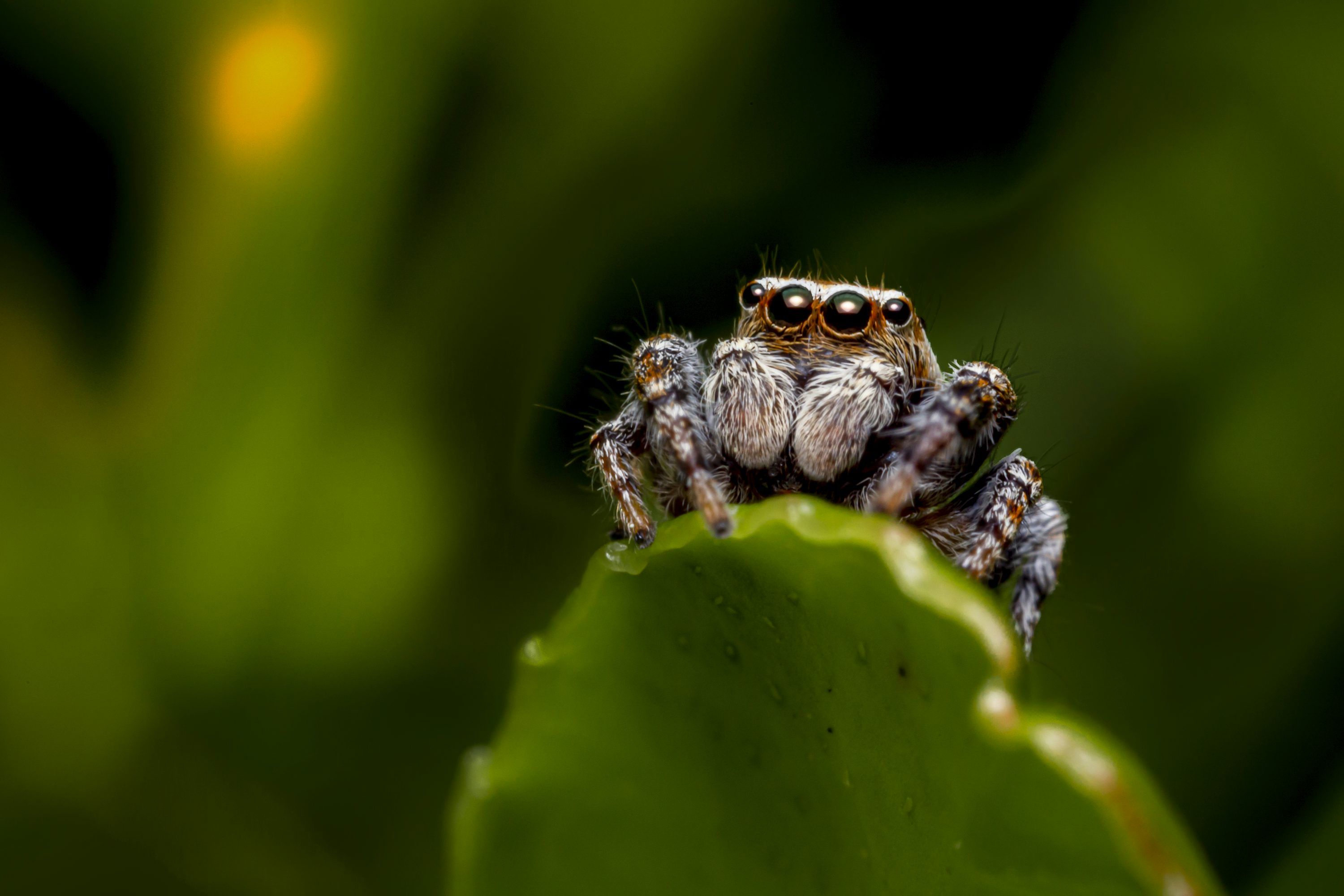 3000x2000 Jumping Spider Picture. Download Free Image
