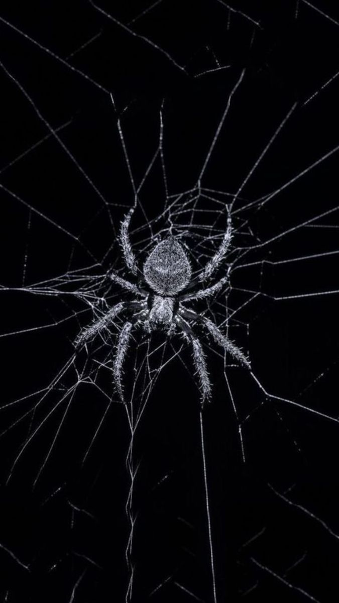 675x1200 Cute black spider. Spider aesthetic wallpaper, Spider art, Spiderman wallpaper