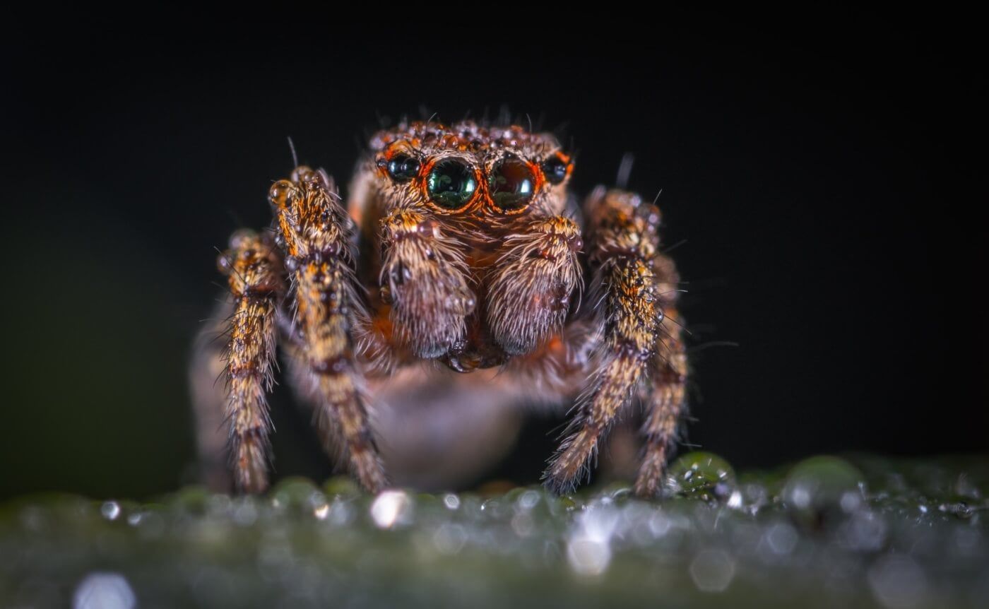 1400x862 Spider Facts: Get to Know These Fascinating Animals