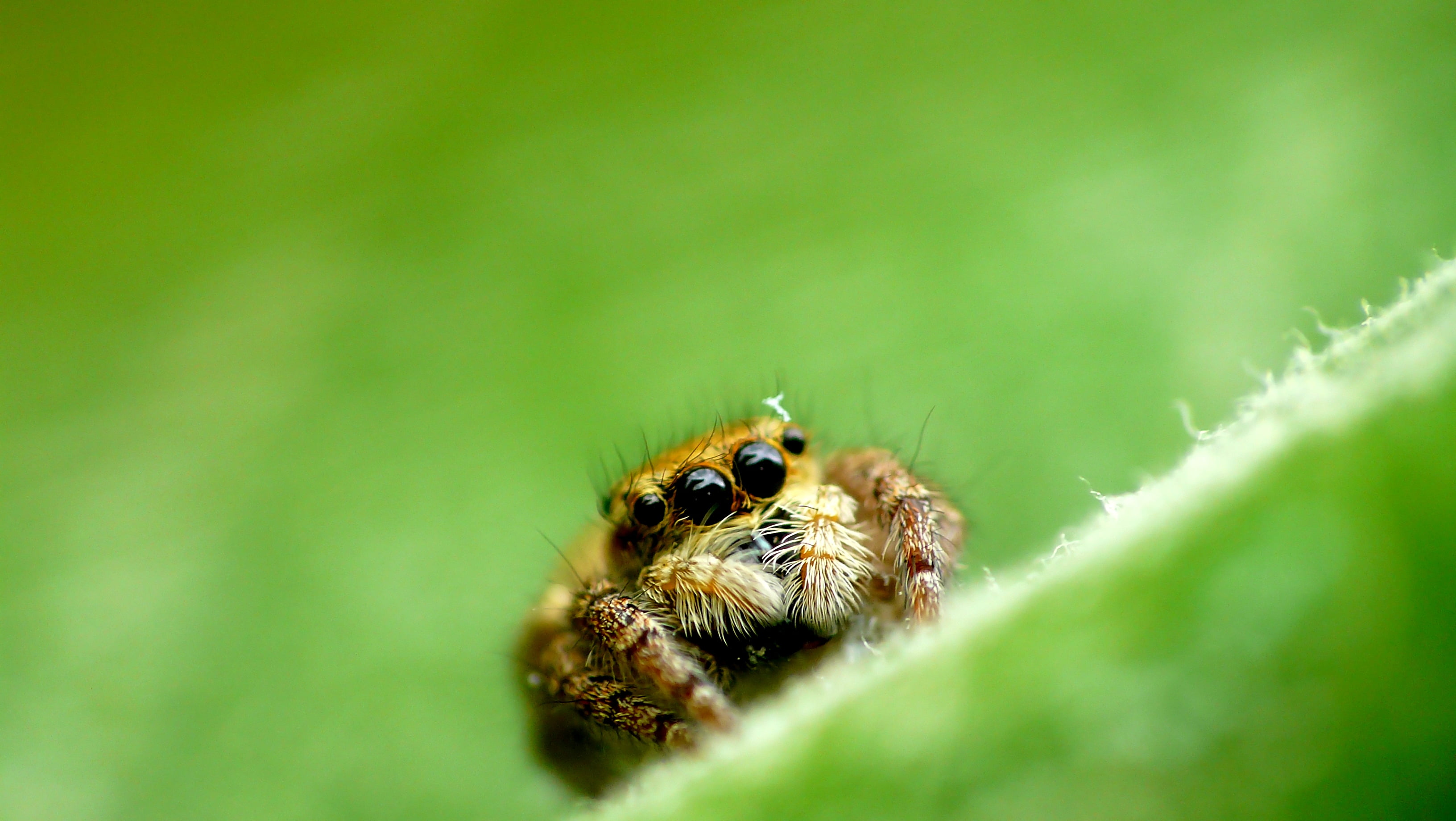 3264x1840 Brown spider on green leaf, jumping spider HD wallpaper