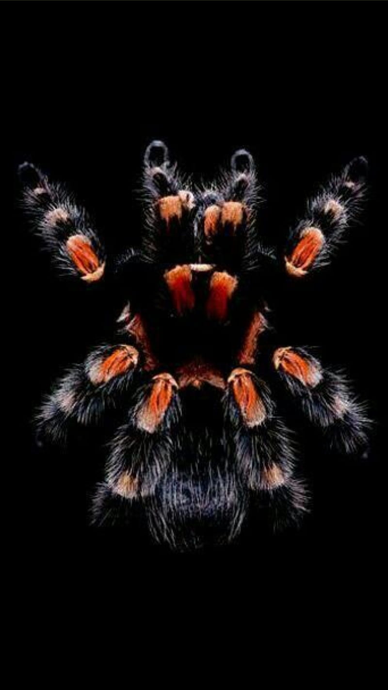800x1422 Tarantula, spider, spiders, brown, scary, HD phone wallpaper