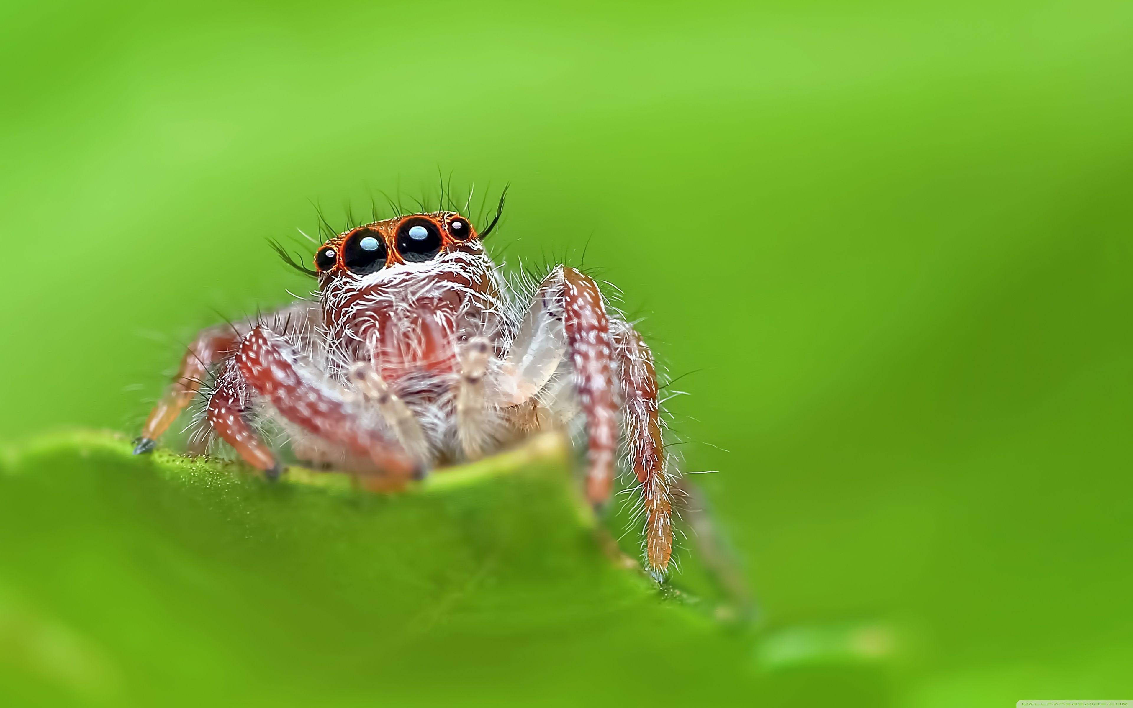 3840x2400 Jumping Spider, Green Background 4K UHD Wallpaper for UltraHD Desktop and TV : Widescreen and UltraWide Display : Dual Monitor : Smartphone and Tablet Devices